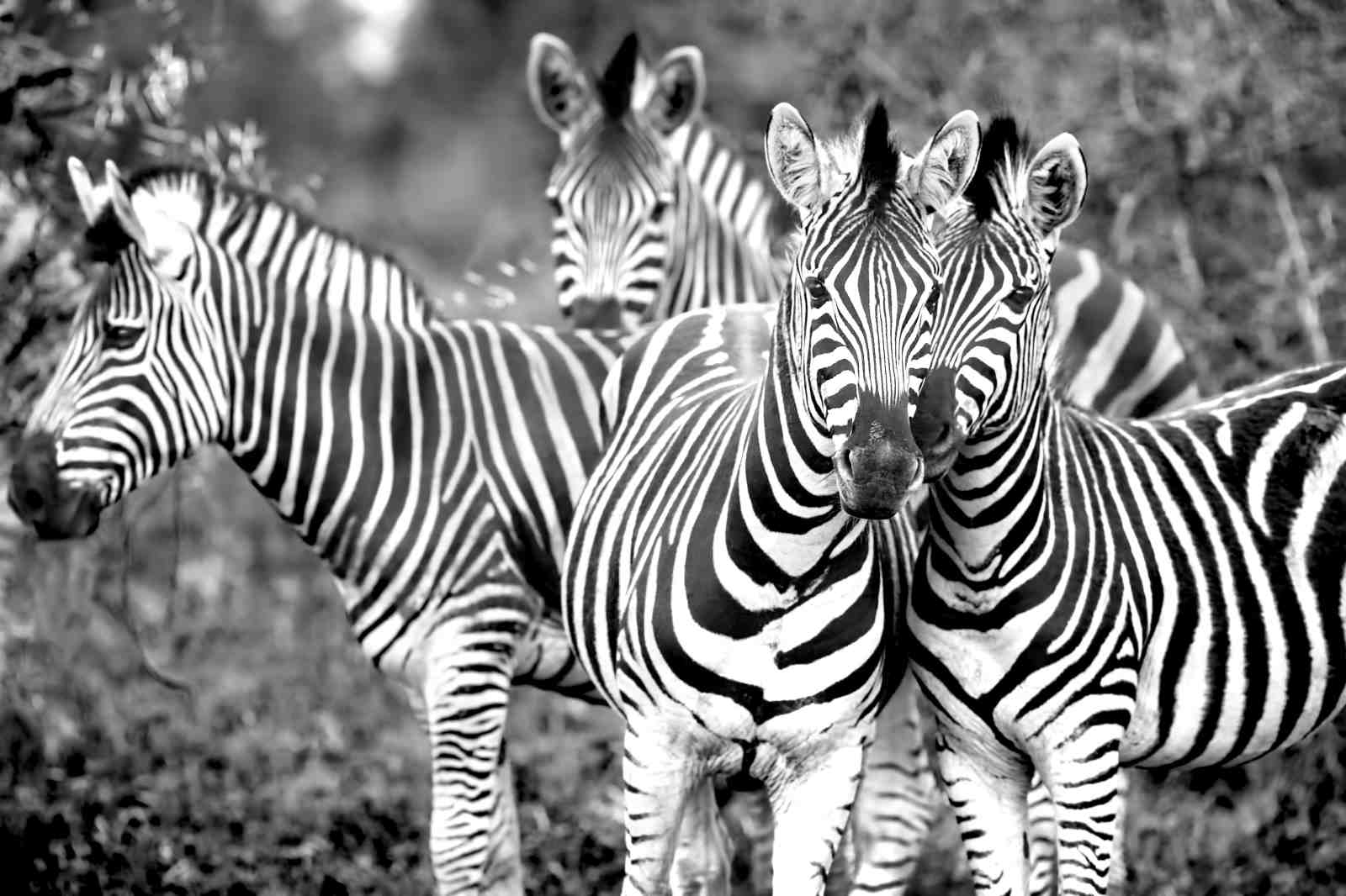 Majestic Zebra Herd Monochrome Wall Art