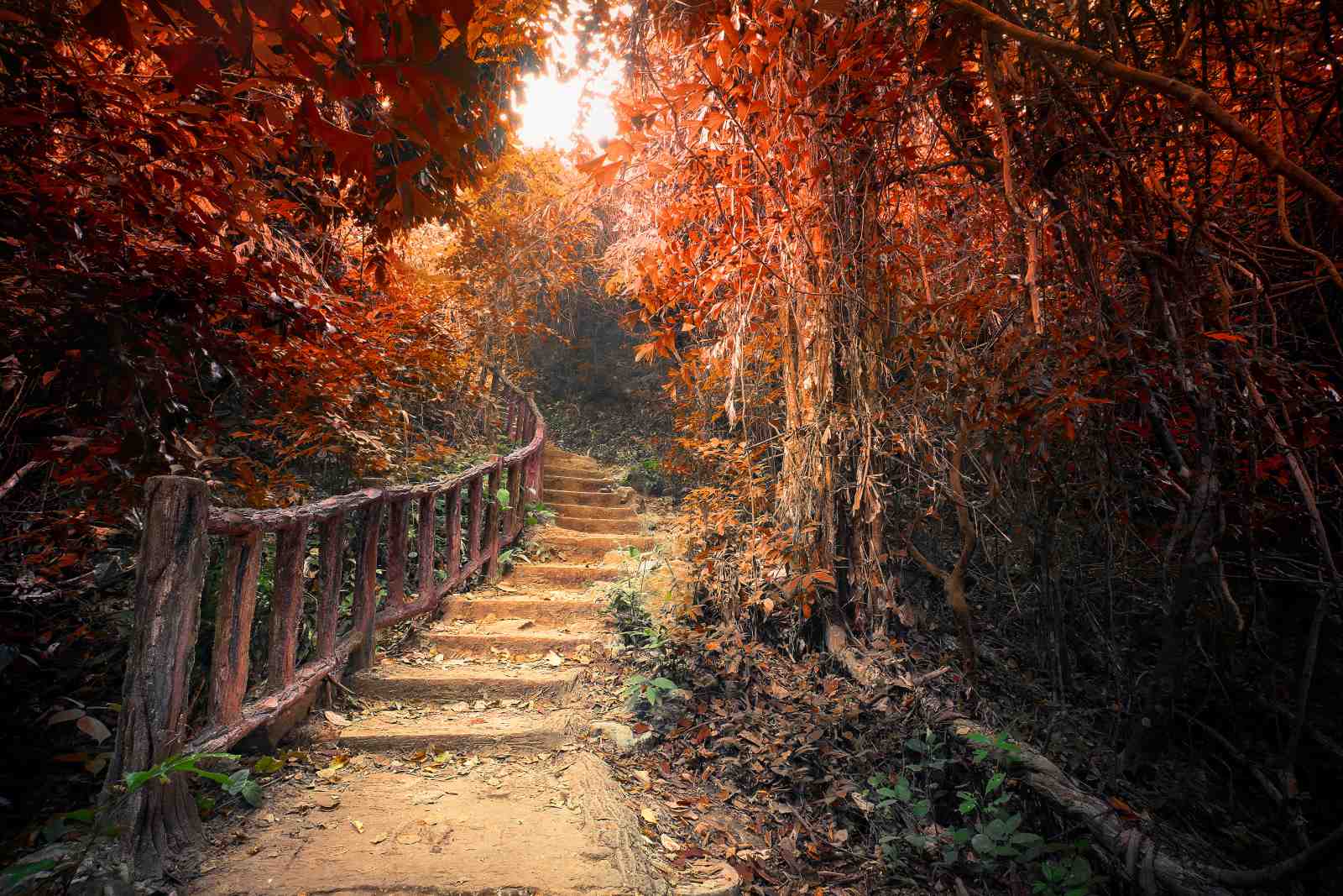 Enchanting Autumn Forest Pathway Wall Art