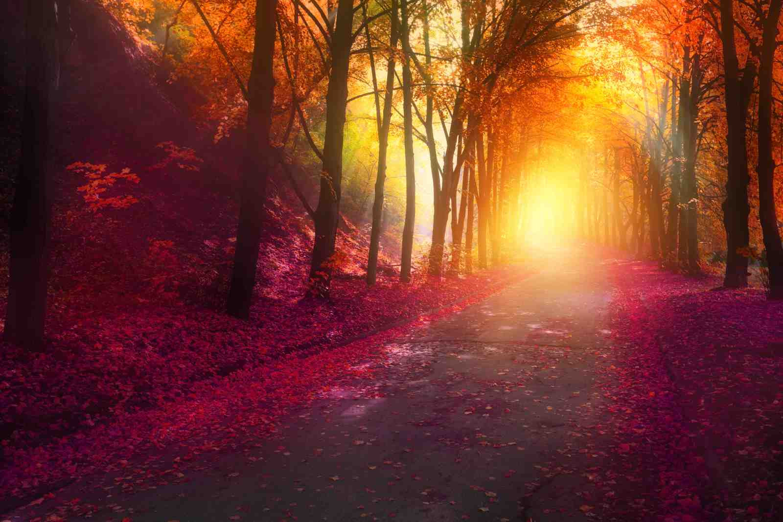 Enchanting Autumn Forest Path Wall Art