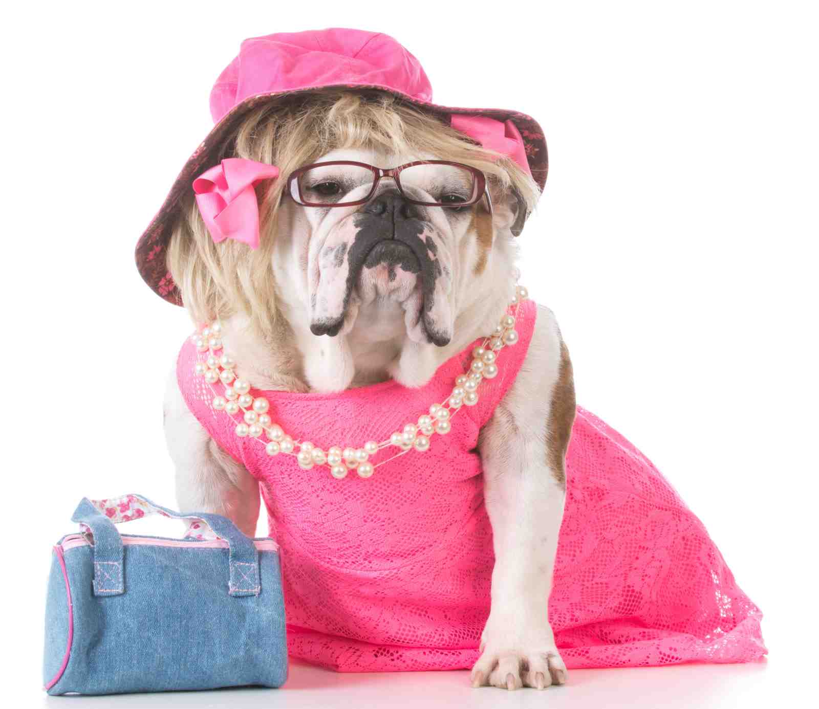 Chic Bulldog Diva Fashion Dog Wall Art
