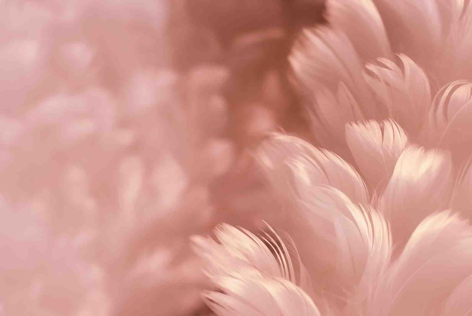 Soft Blush Feather Abstract Wall Art