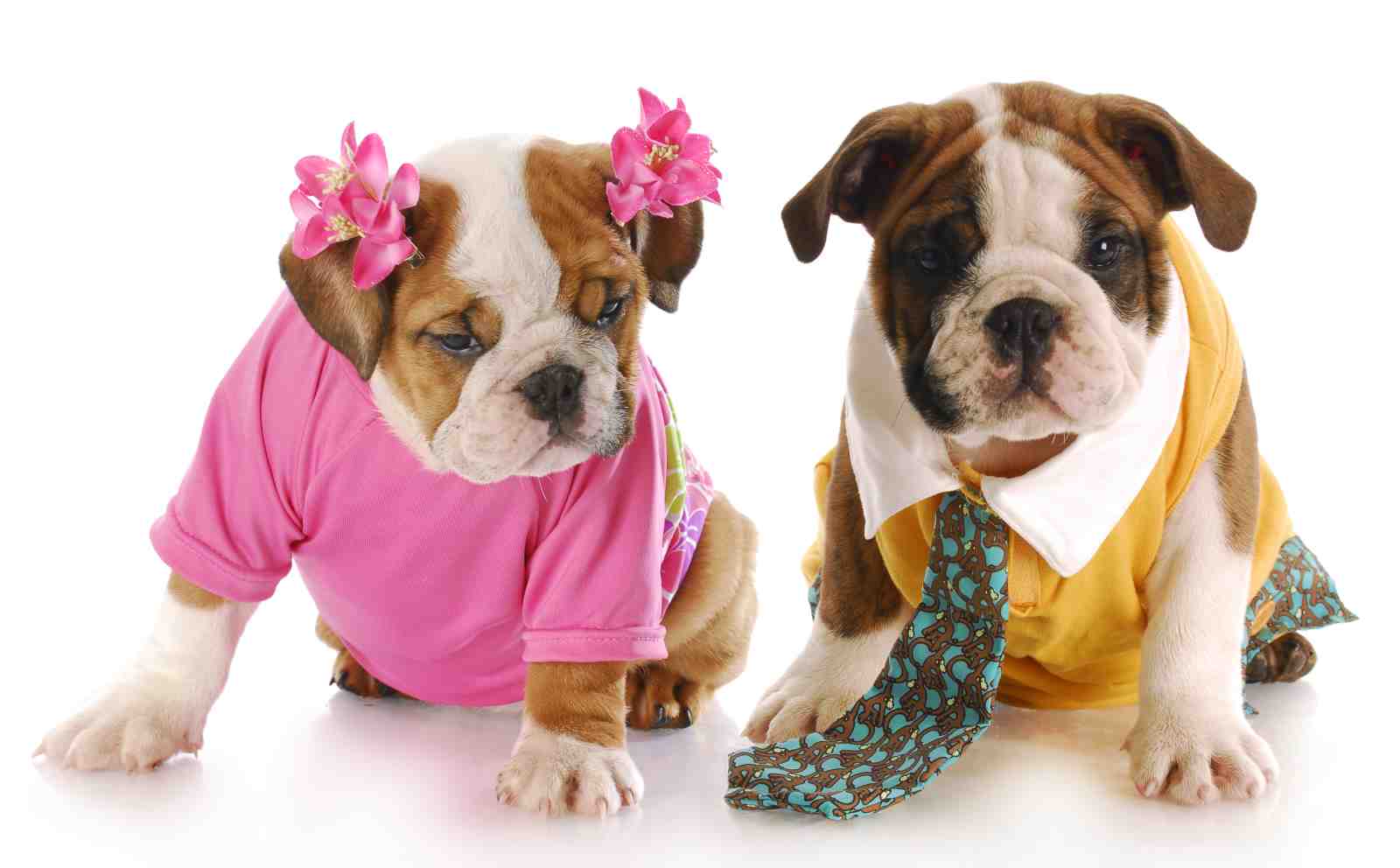 Adorable Bulldog Duo Cute Puppy Wall Art