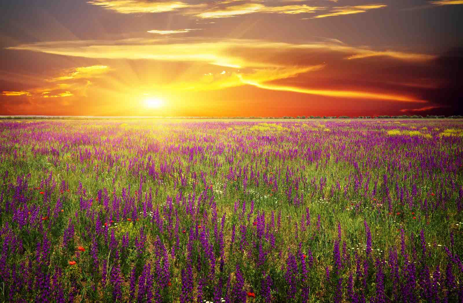 Sunset Meadow Purple Flowers Wall Art