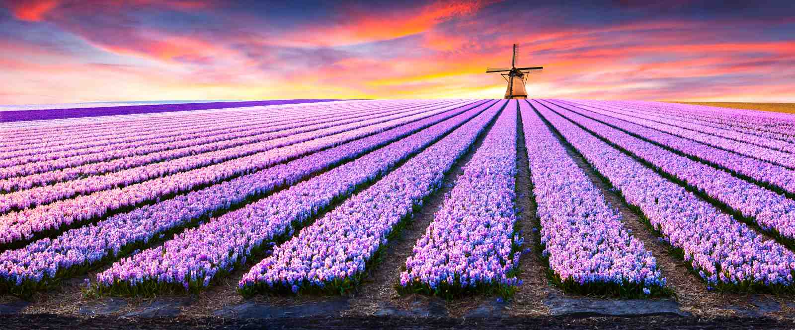 Dutch Windmill Hyacinth Field Wall Art
