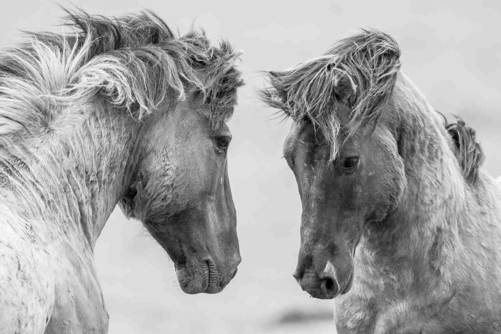 Majestic Horse Companions B&W Wall Art