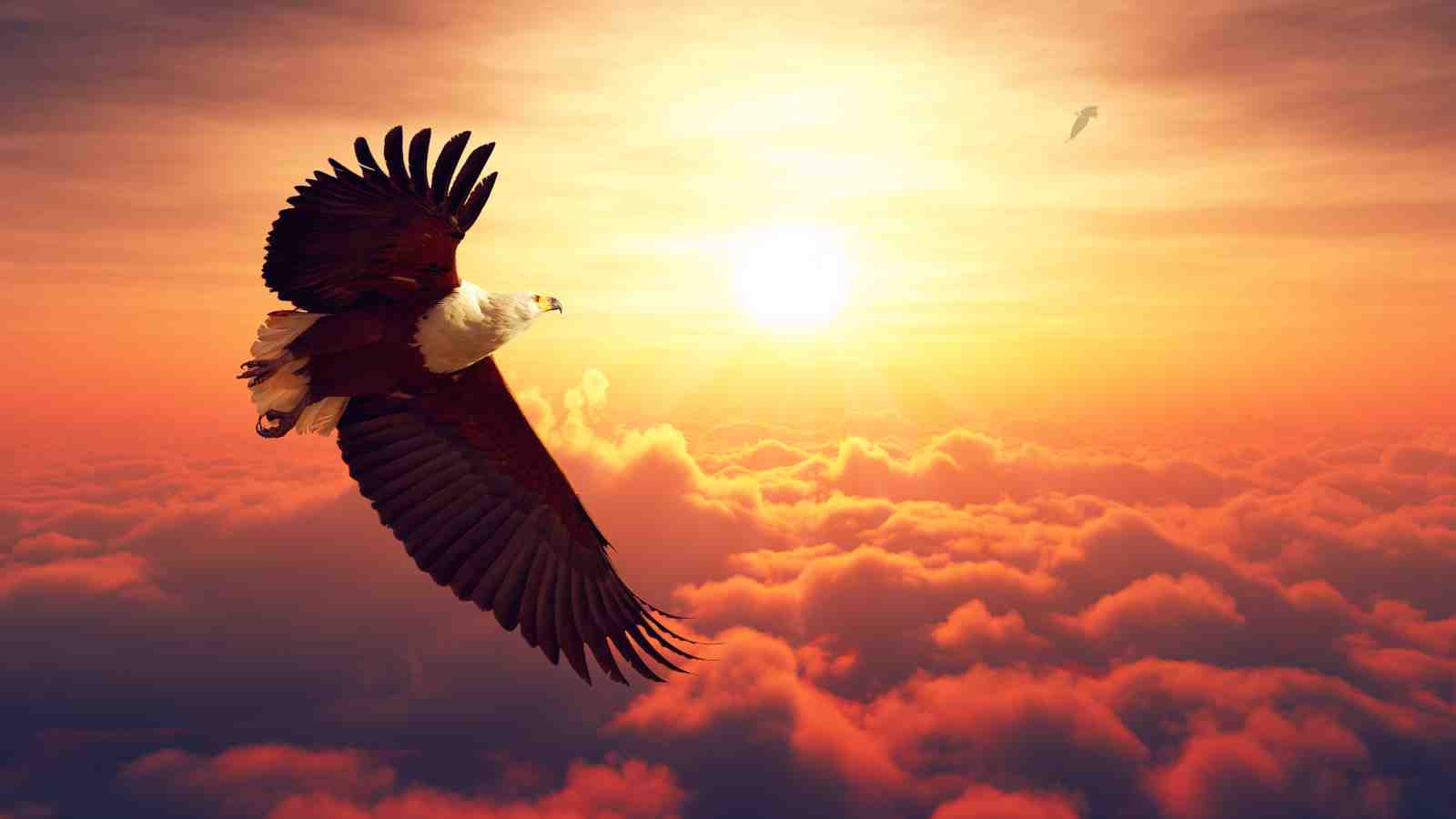 Majestic Eagle Soaring Sunrise Wall Art