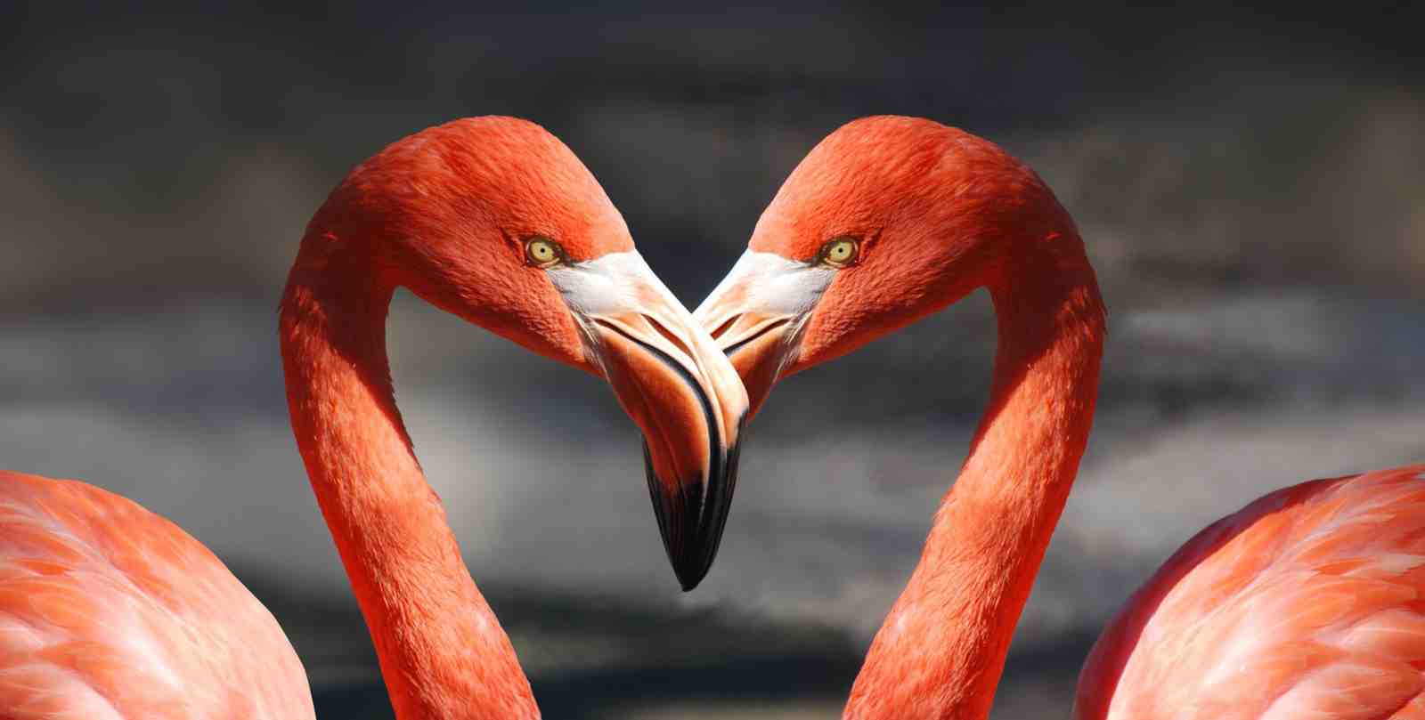 Love Flamingos Heart Shape Wall Art