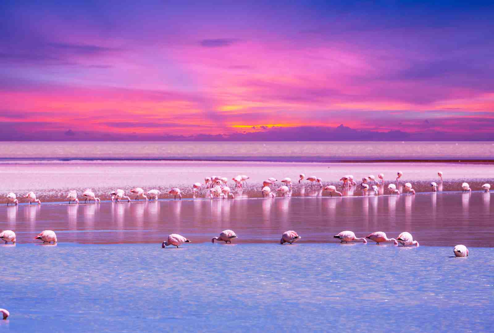 Pink Flamingo Sunset Serenity Wall Art