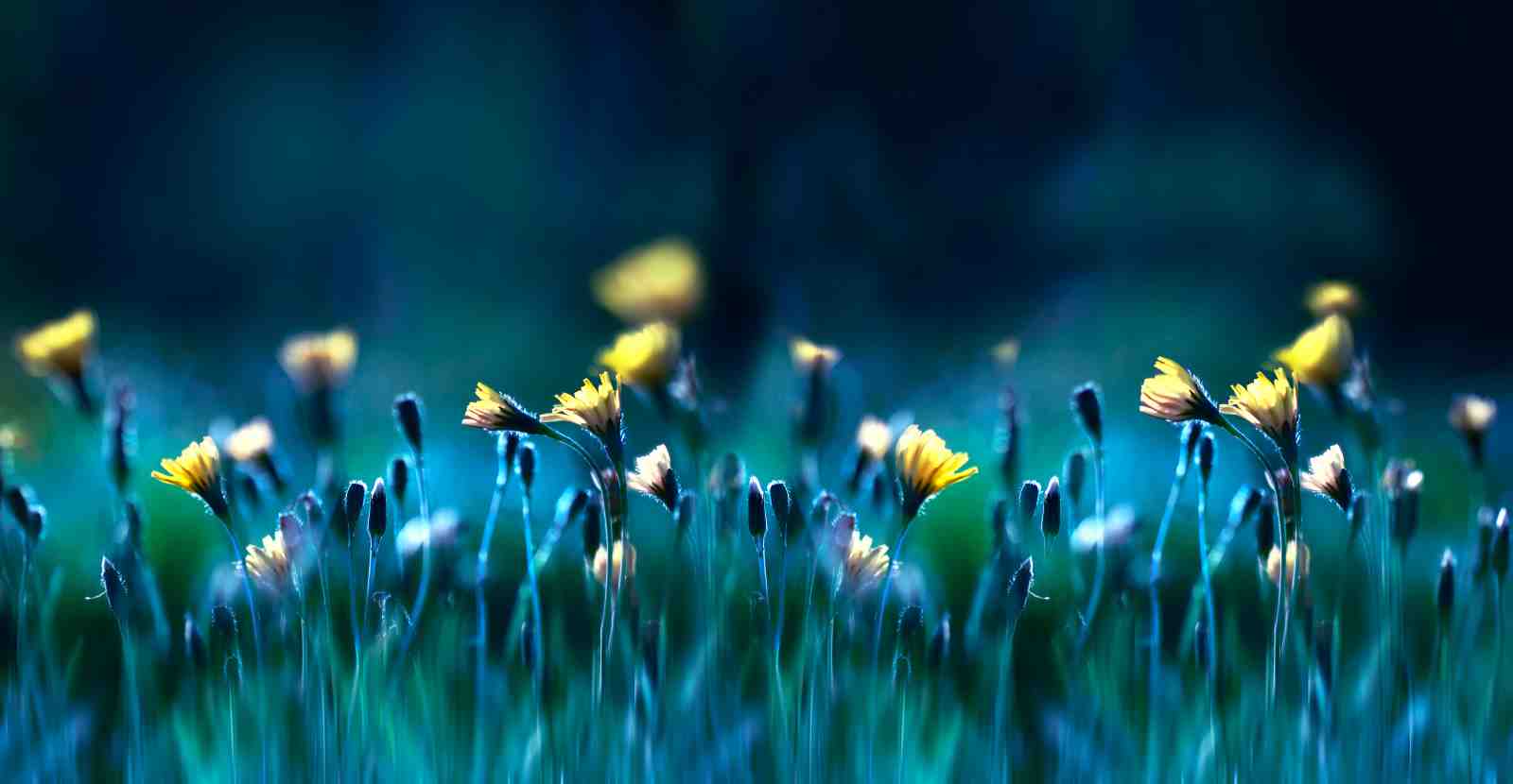 Tranquil Meadow Yellow Flowers Wall Art