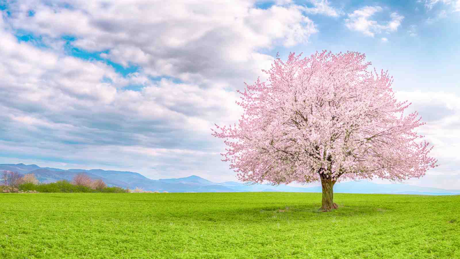 Blossoming Cherry Tree Landscape Wall Art