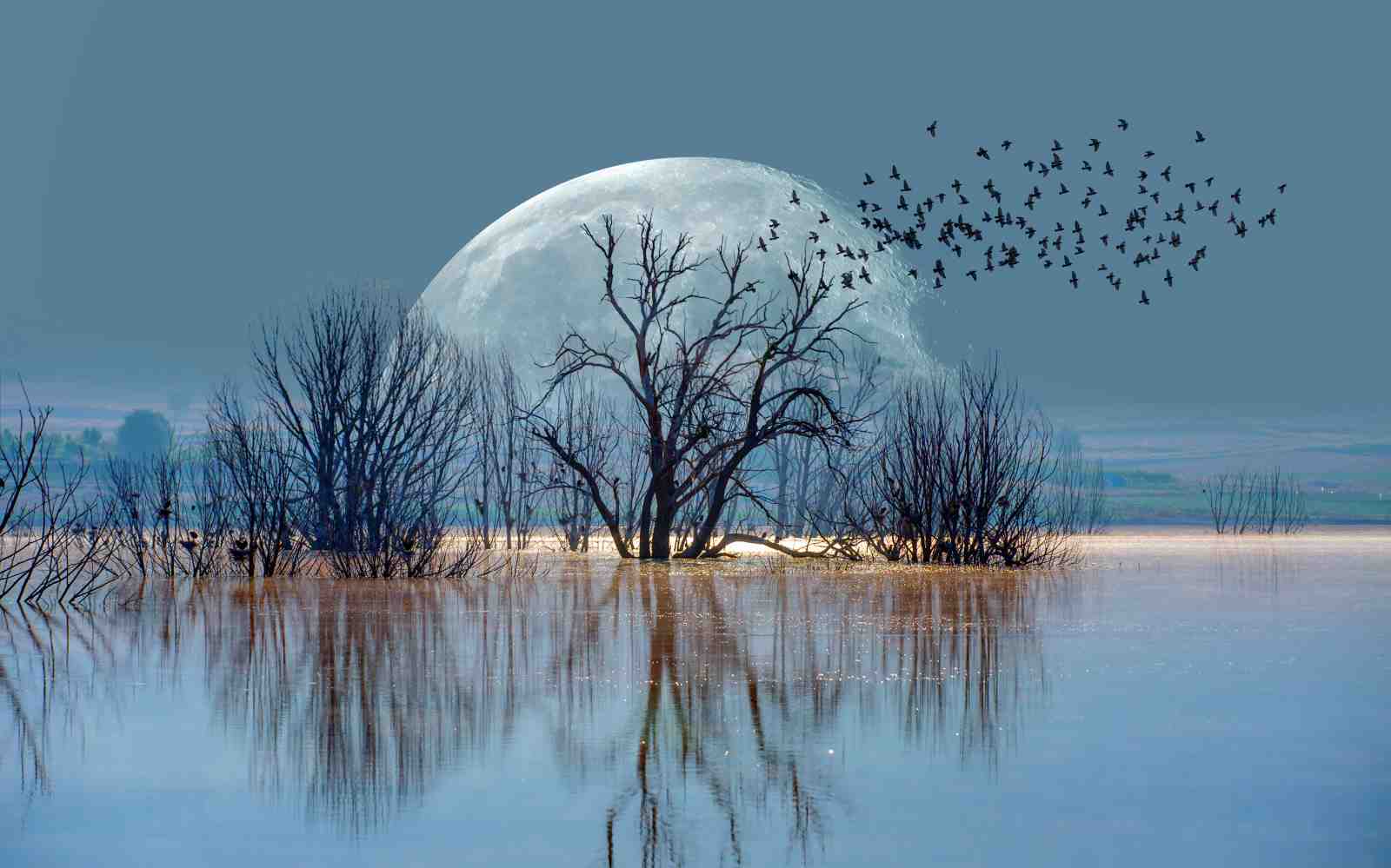 Enigmatic Moonlit Flock Wall Art