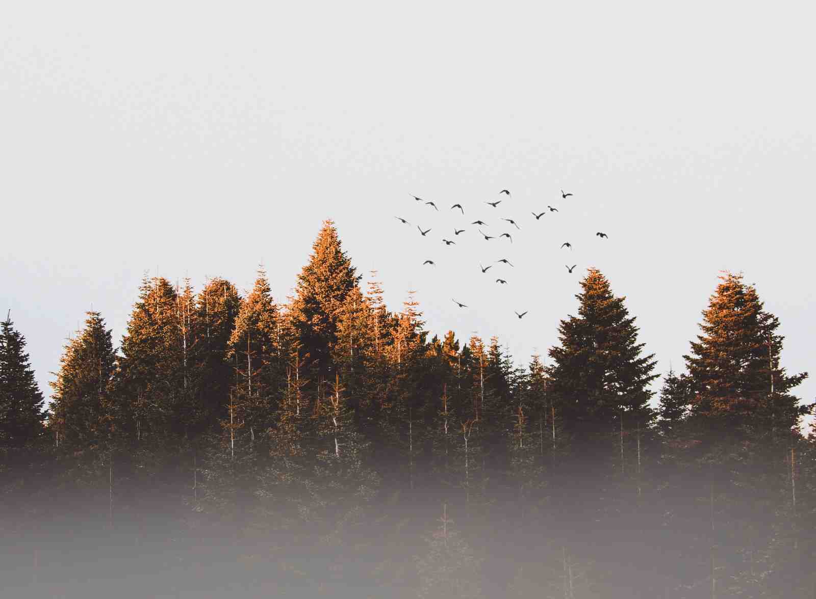 Misty Forest Birds Wall Art