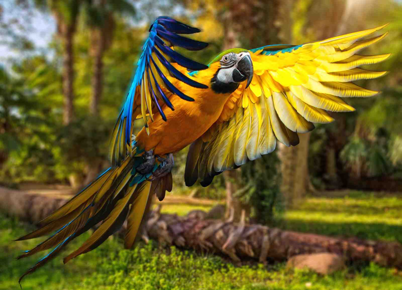 Vibrant Macaw in Flight Wall Art