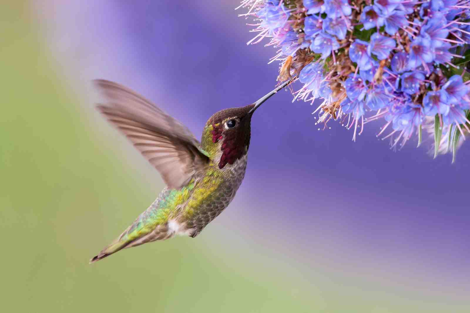 Hummingbird Nectar Serenity Wall Art