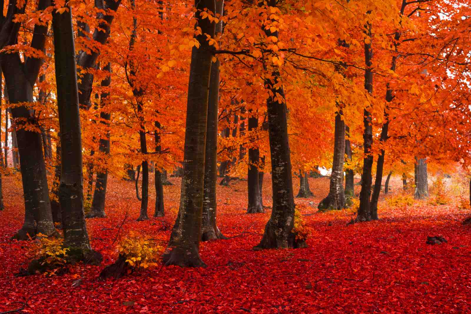 Vibrant Autumn Forest Wall Art