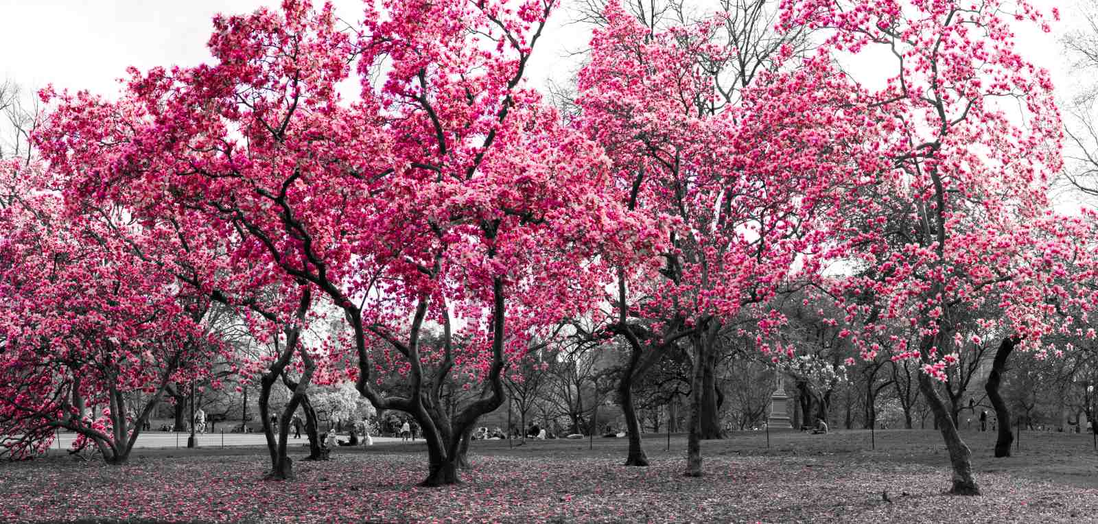 Vibrant Pink Magnolia Spring Park Wall Art