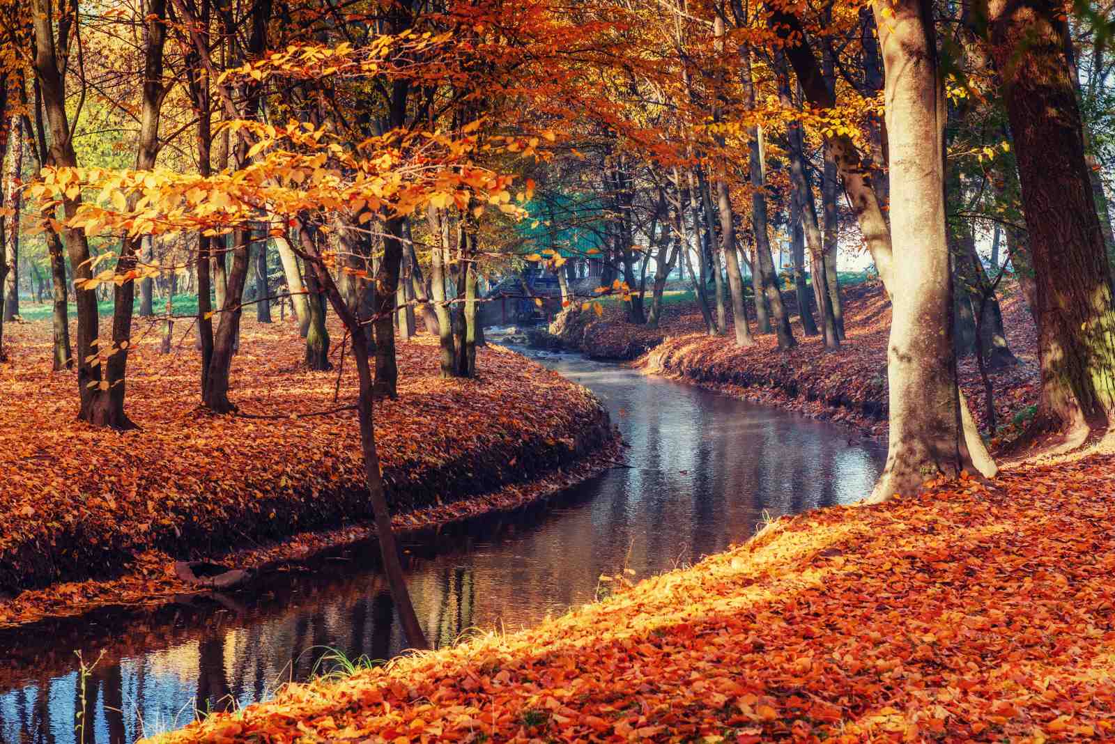 Autumn Forest Stream Wall Art | Cozy Nature Wall Art