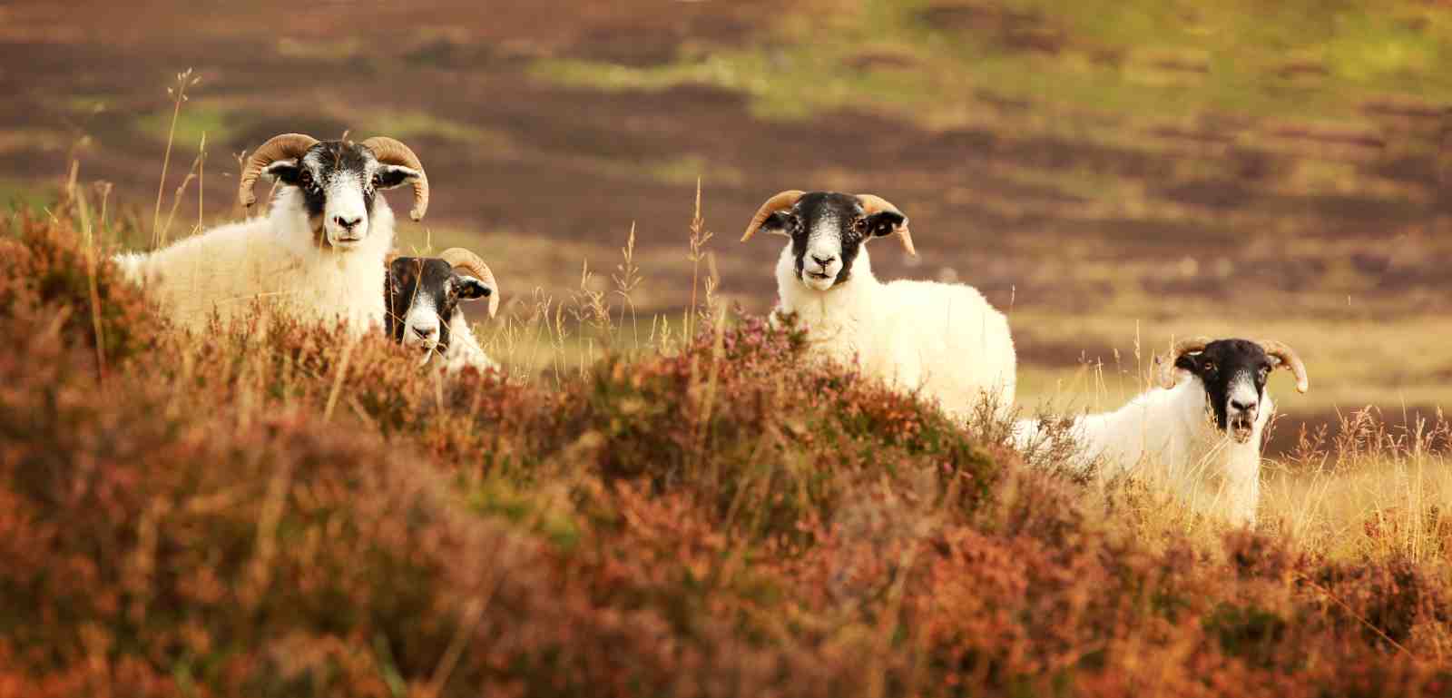 Herd of Sheep Landscape Wall Art