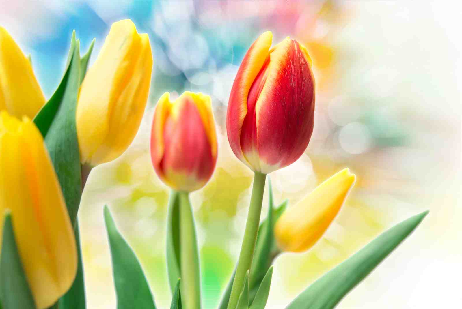 Vibrant Tulip Bloom Wall Art