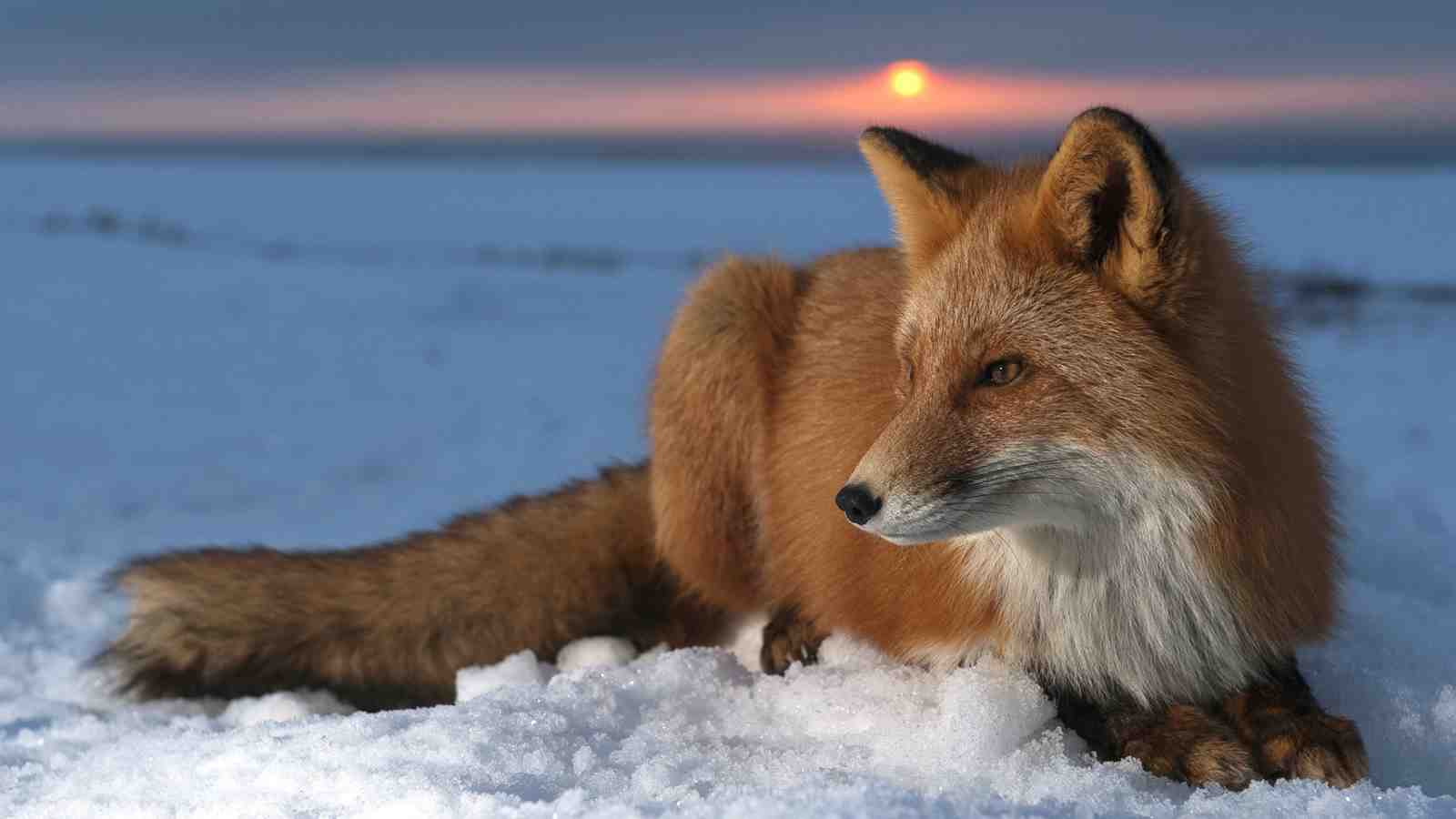 Majestic Red Fox Sunset Wall Art