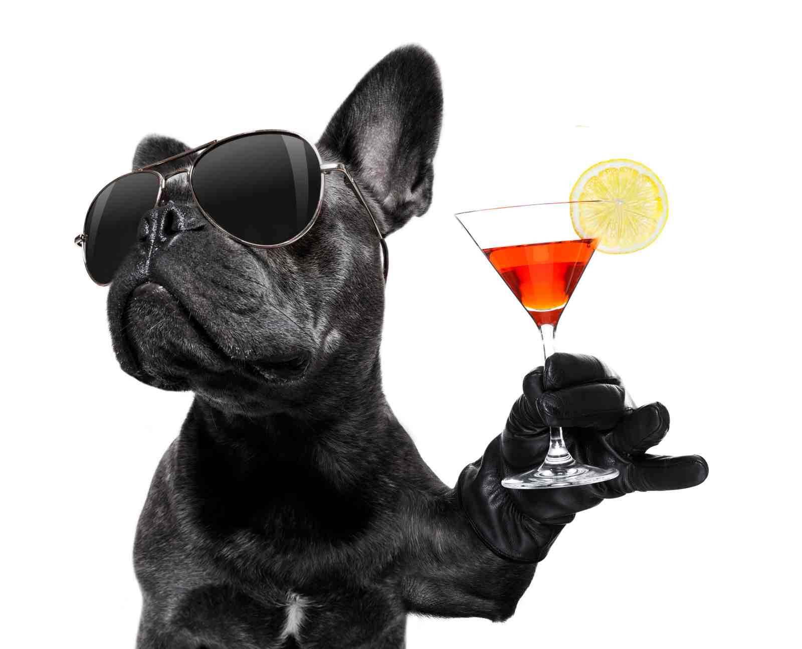 Cool French Bulldog Martini Wall Art