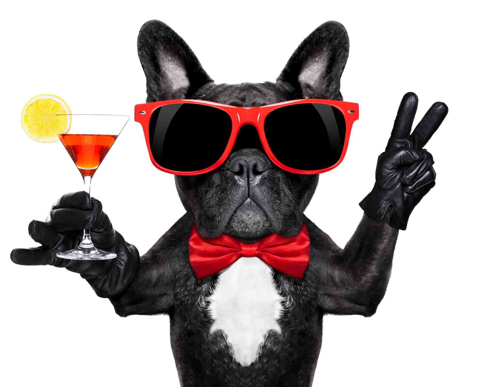 Dapper Frenchie Cocktail Party Wall Art