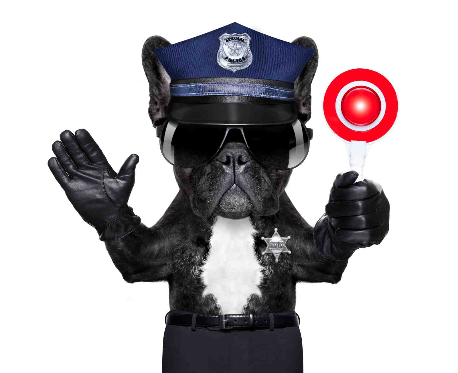 Stop Right There! French Bulldog Officer Wall Art