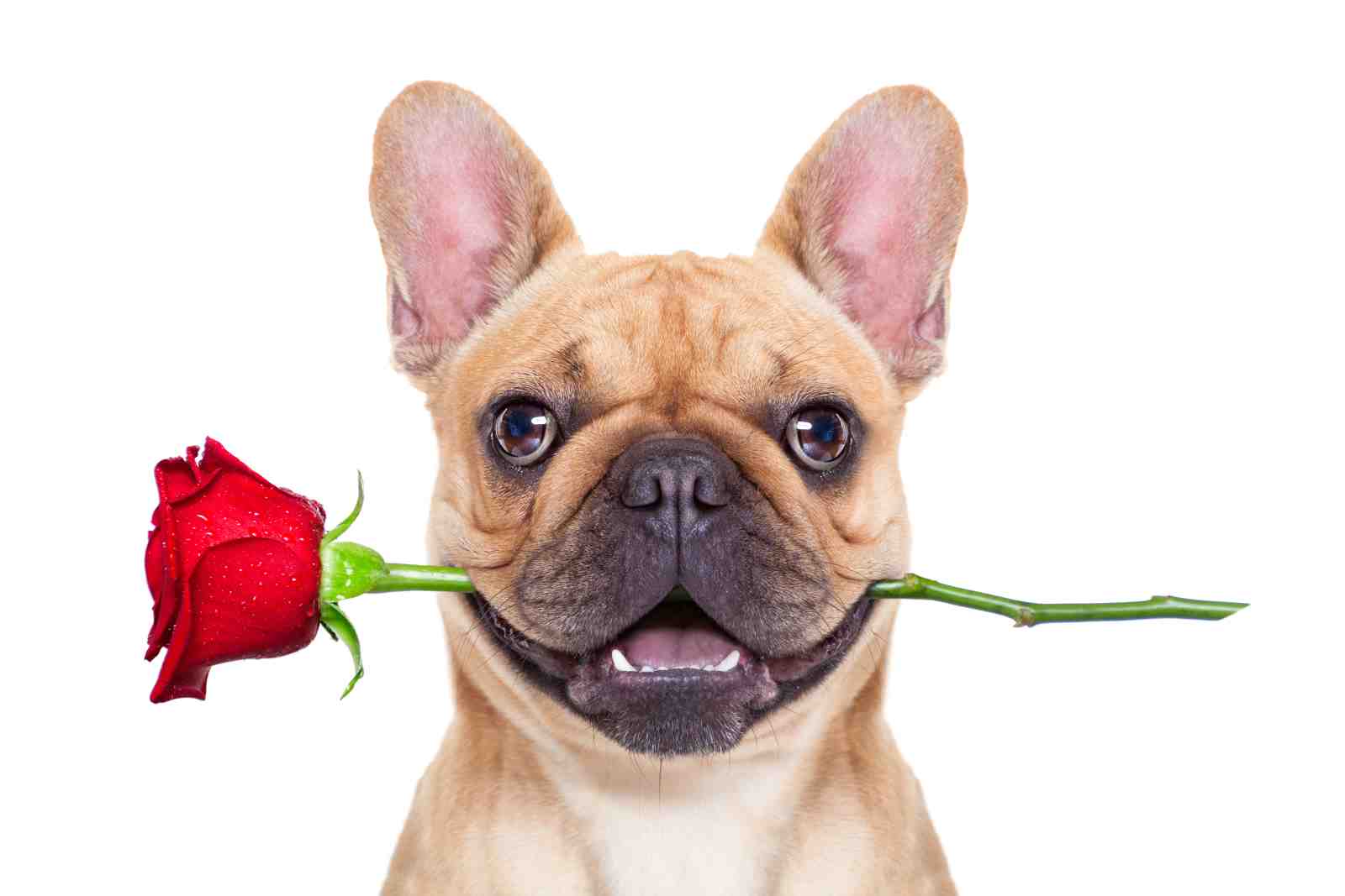 Adorable French Bulldog Rose Wall Art