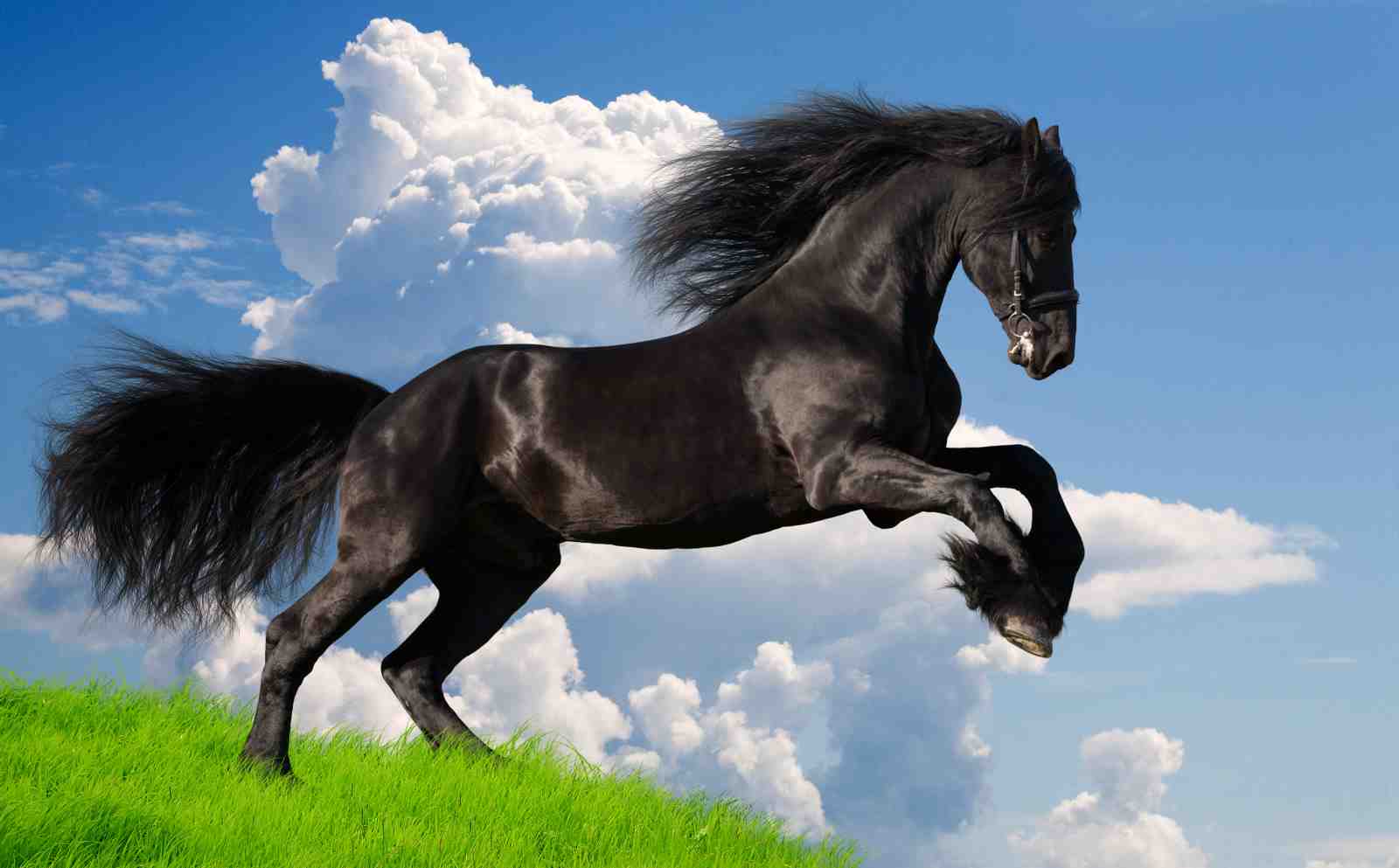 Majestic Black Stallion Horse Wall Art