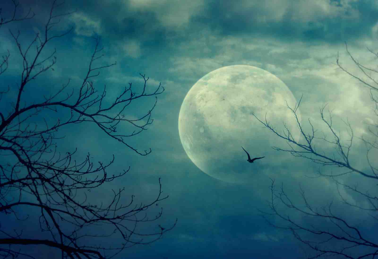 Mystical Moonlit Forest Bird Wall Art