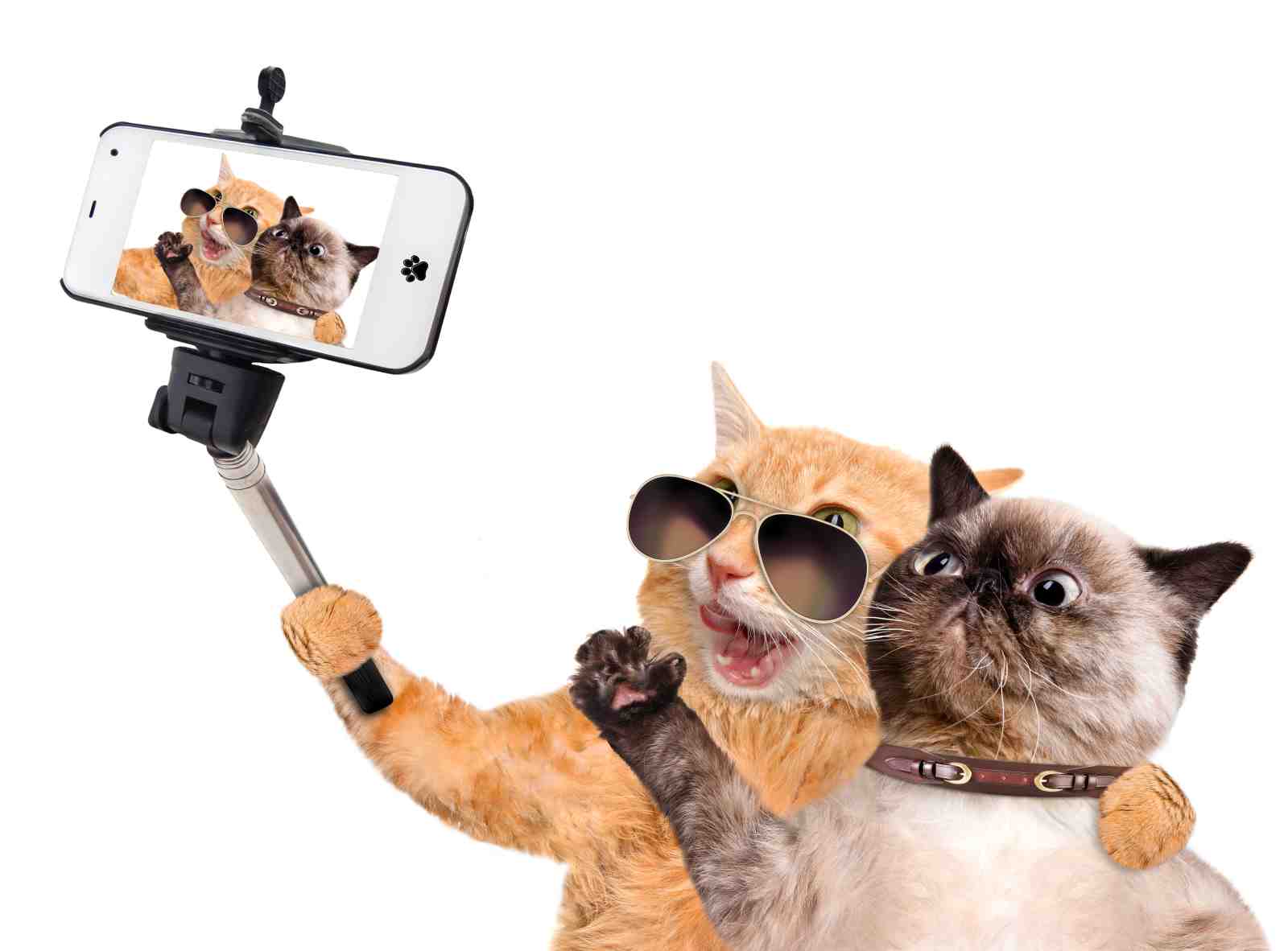 Funny Cat Selfie Sunglasses Wall Art