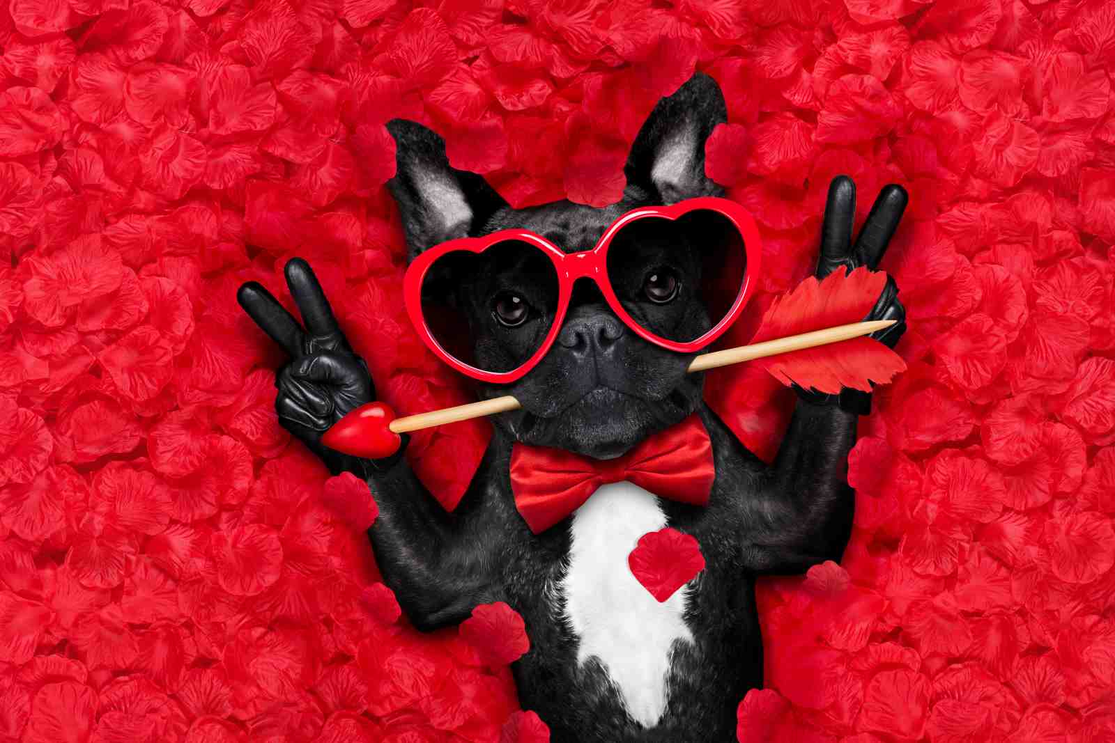 Charming French Bulldog Valentine's Day Wall Art