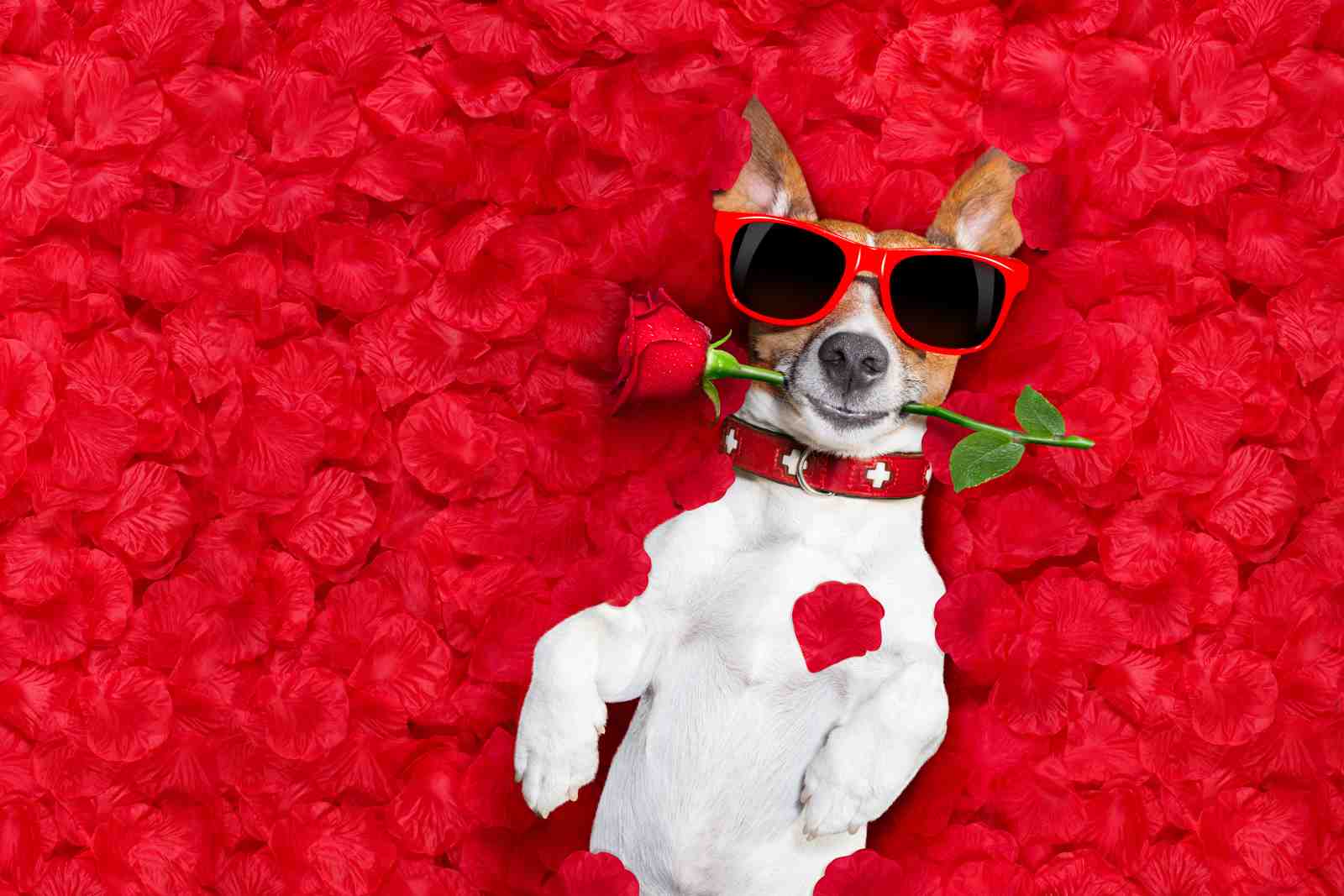 Cool Dog with Rose Valentine's Day Wall Art