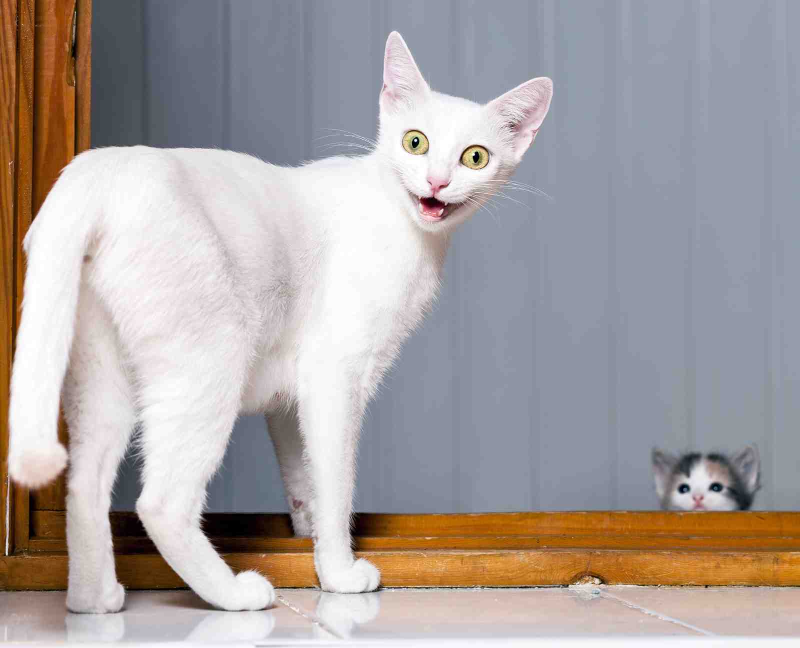 Playful White Cats "Peek-a-Boo" Wall Art