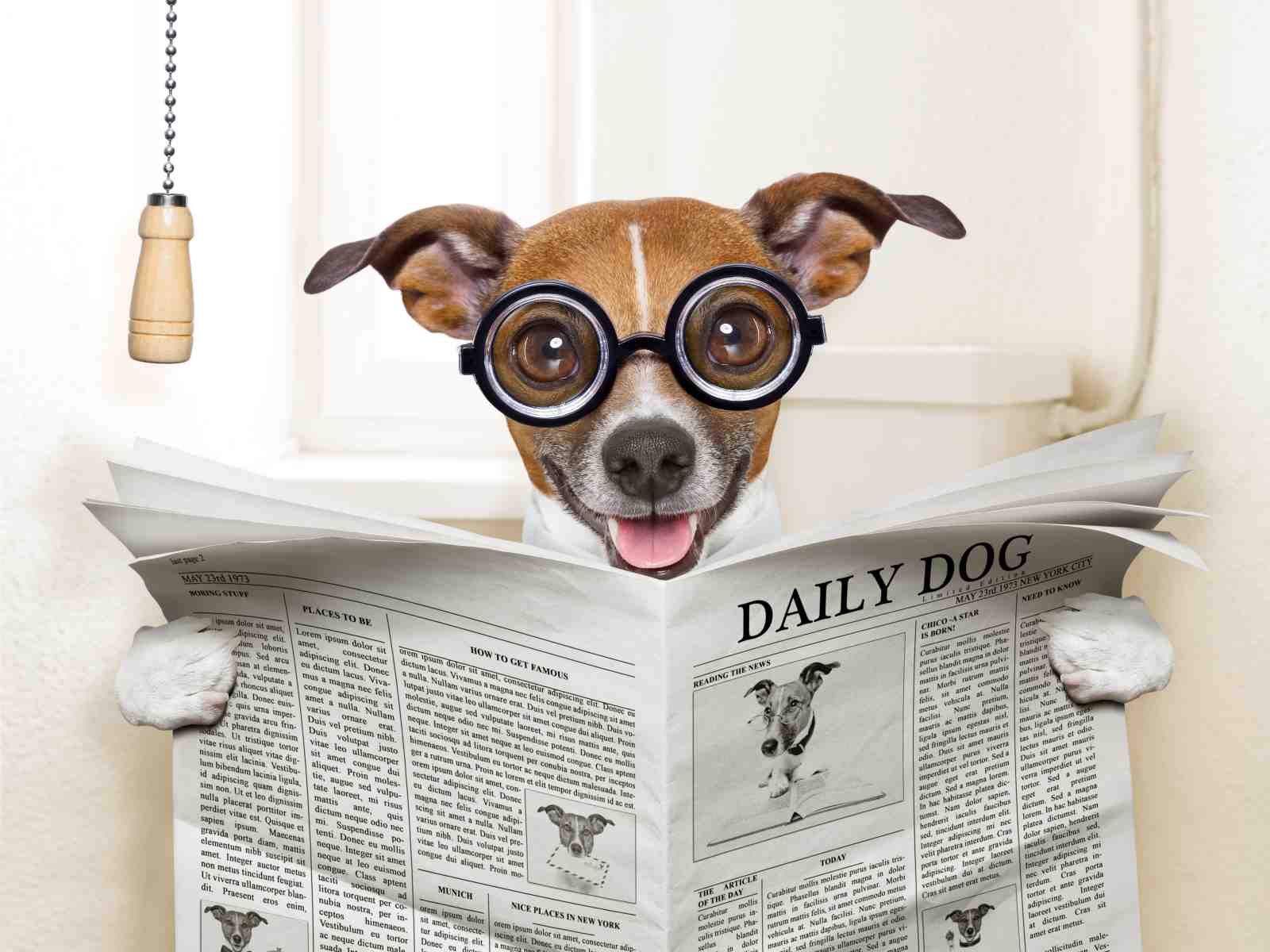 Clever Dog Reading Newspaper Wall Art