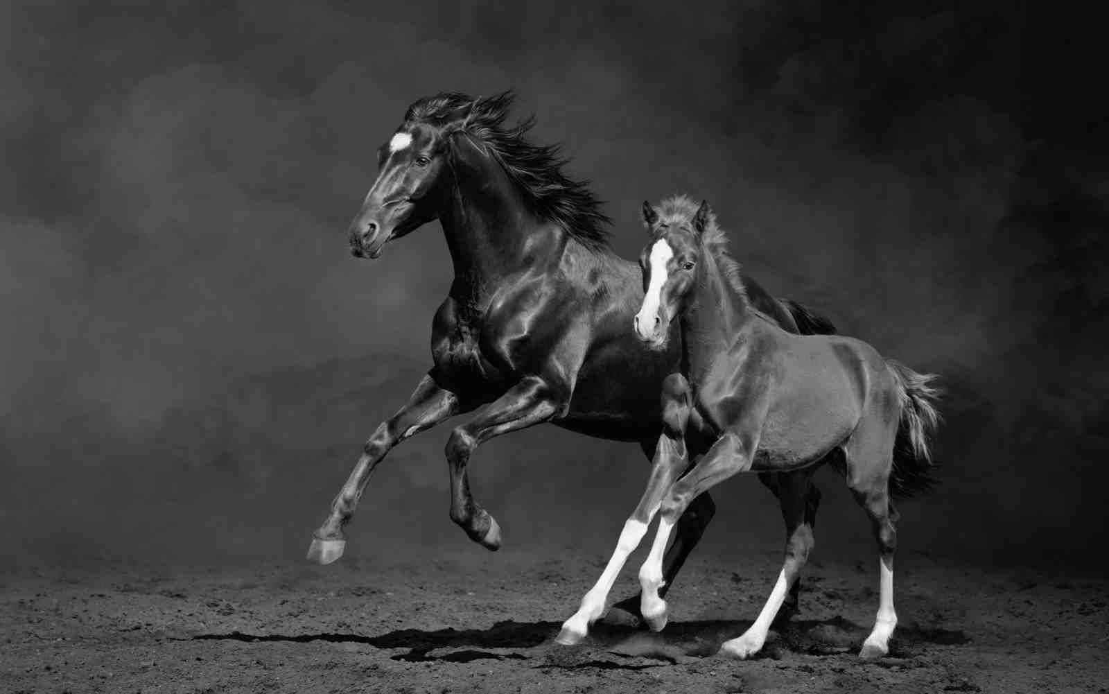Majestic Horse & Foal Black & White Wall Art