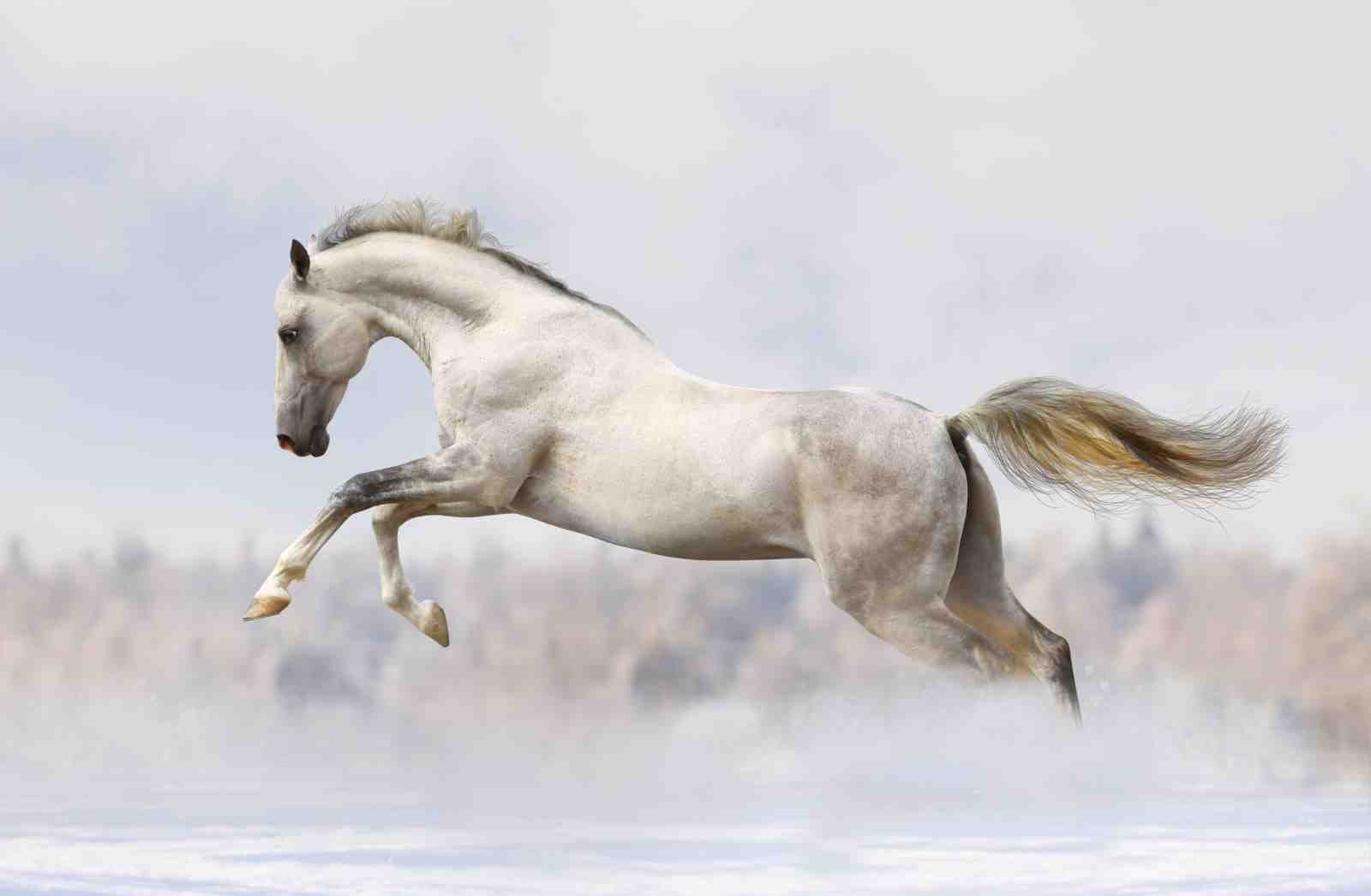 Majestic White Horse Gallop Wall Art