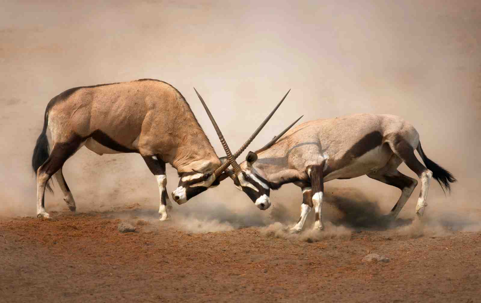 Majestic Oryx Duel Desert Scene Wall Art