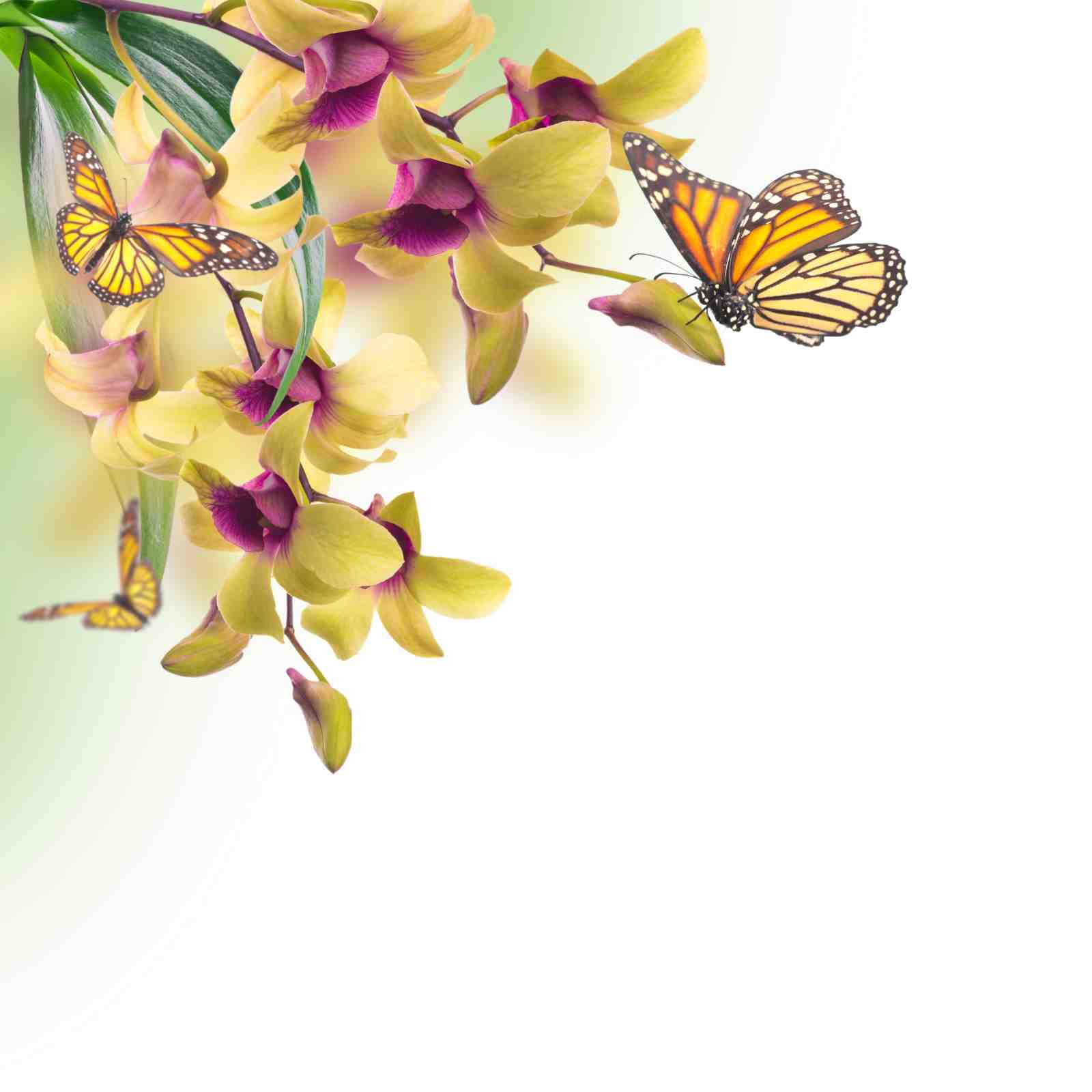 Yellow Orchid & Monarch Butterfly Wall Art
