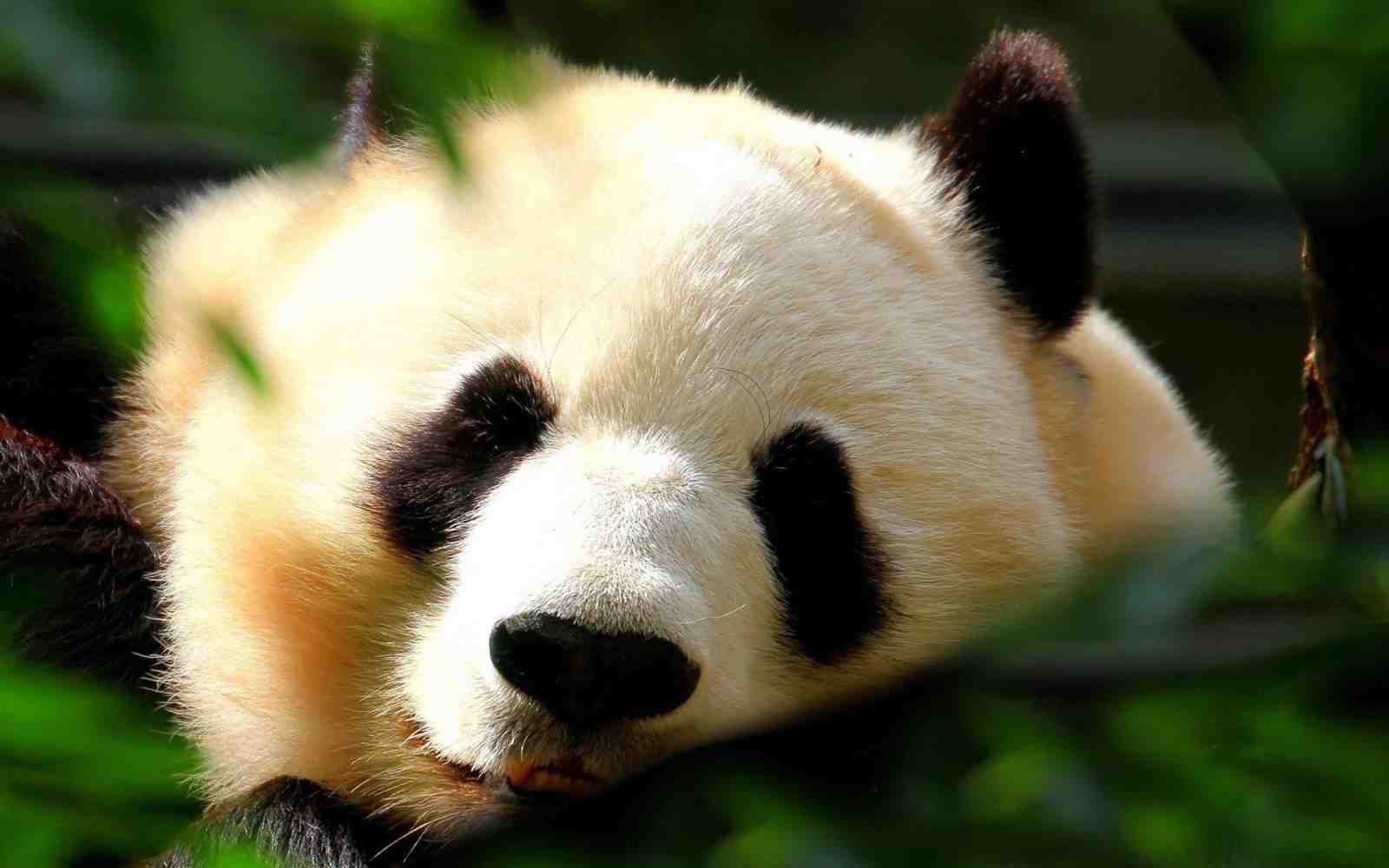 Adorable Panda Resting Wildlife Wall Art
