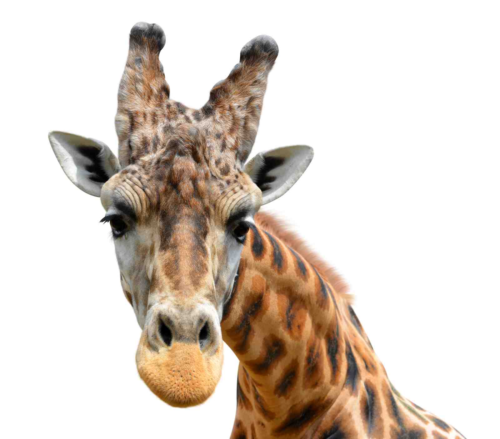Majestic Giraffe Close-Up Wall Art