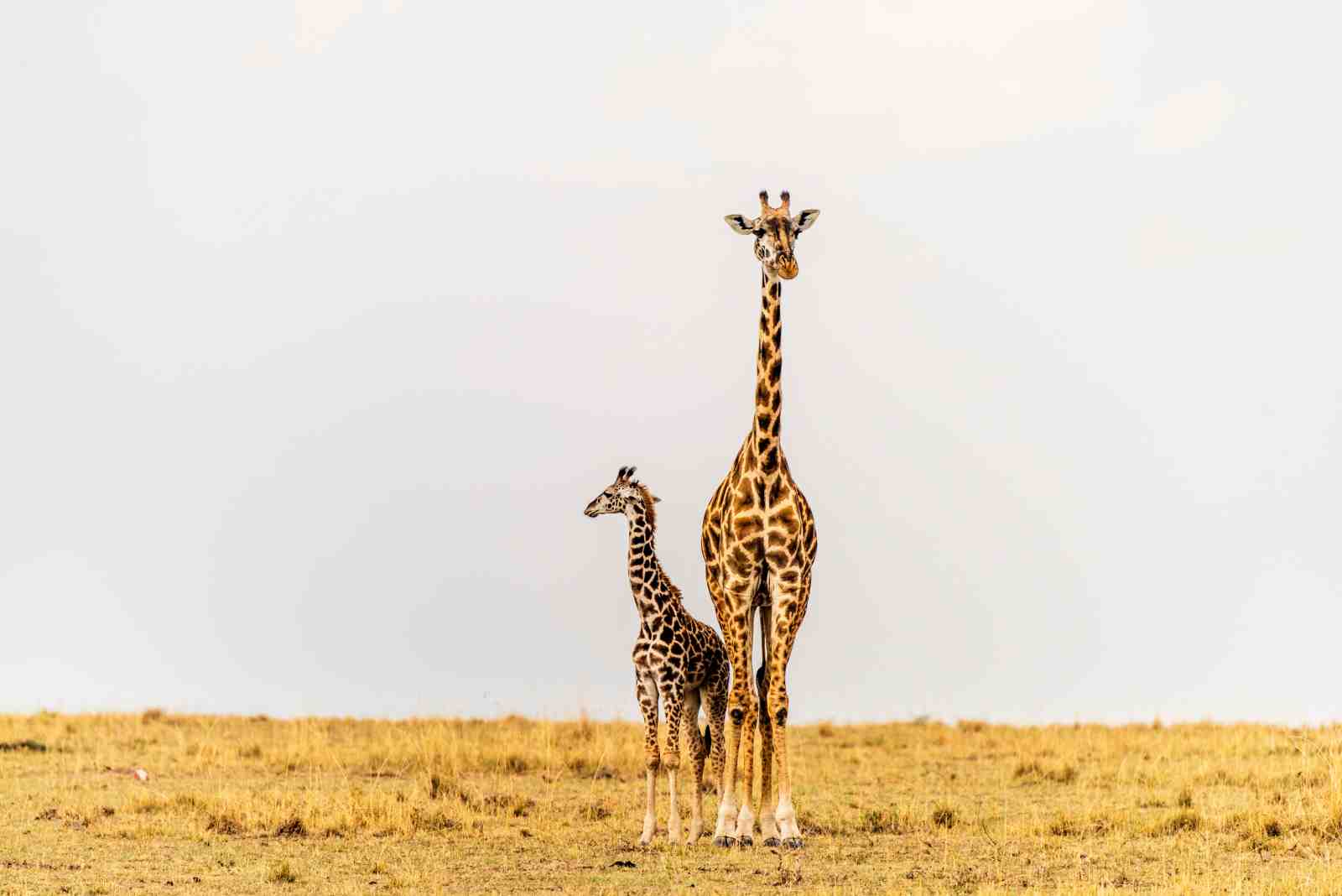 Majestic Giraffe Mother & Calf Wall Art