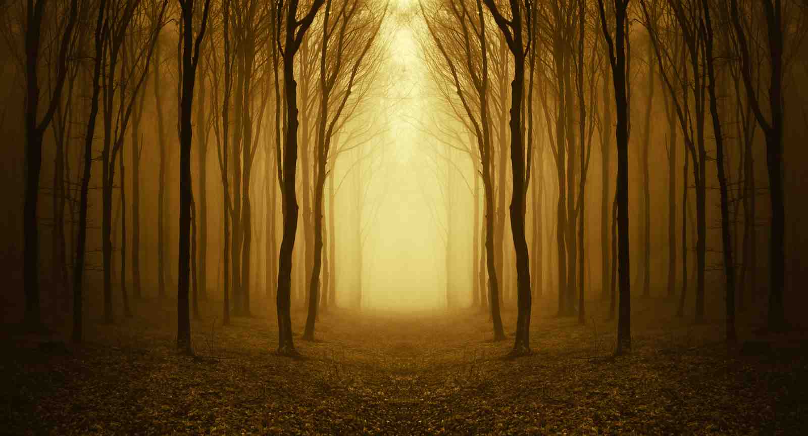Enchanting Forest Path Wall Art