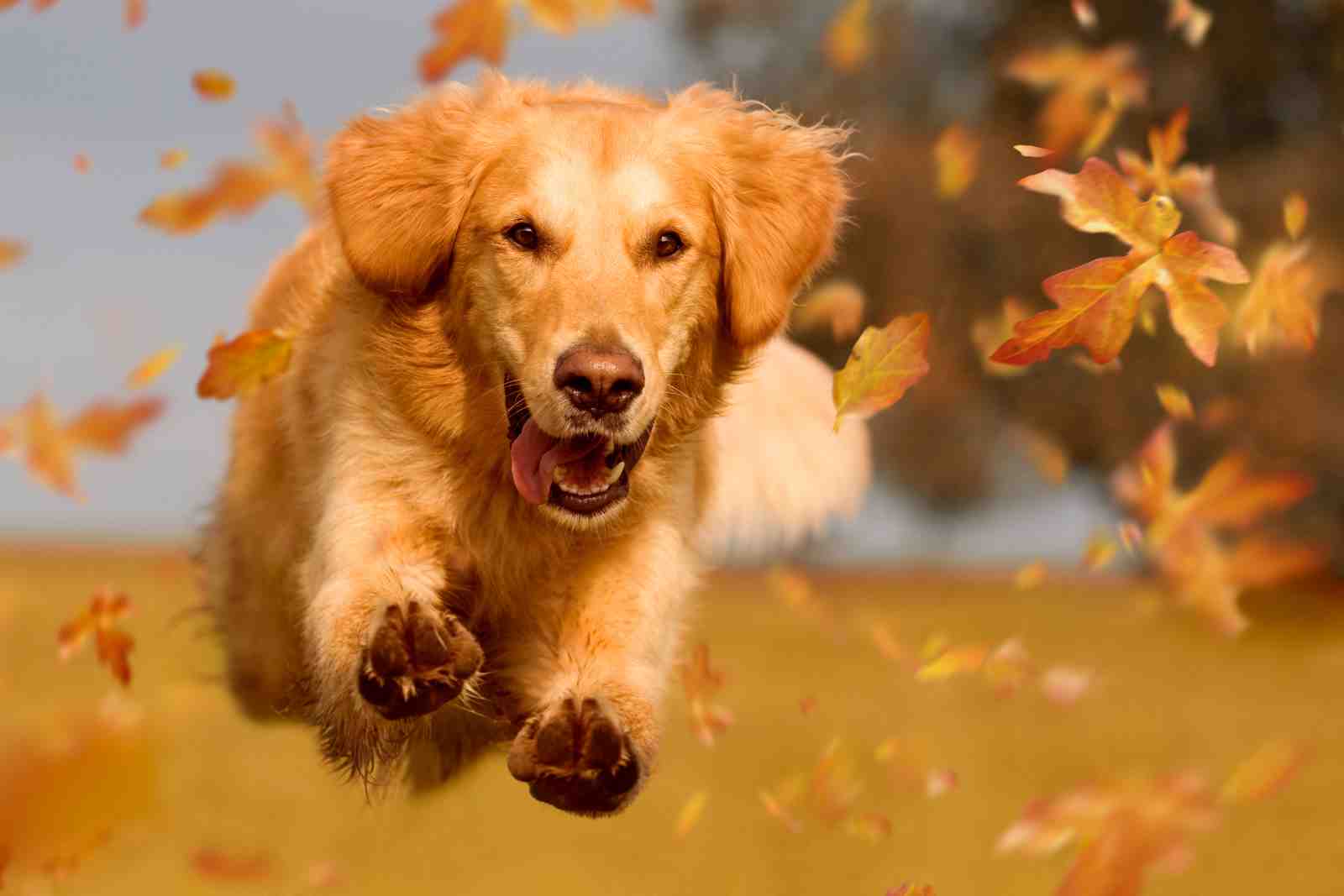 Joyful Golden Retriever Autumn Leaves Wall Art
