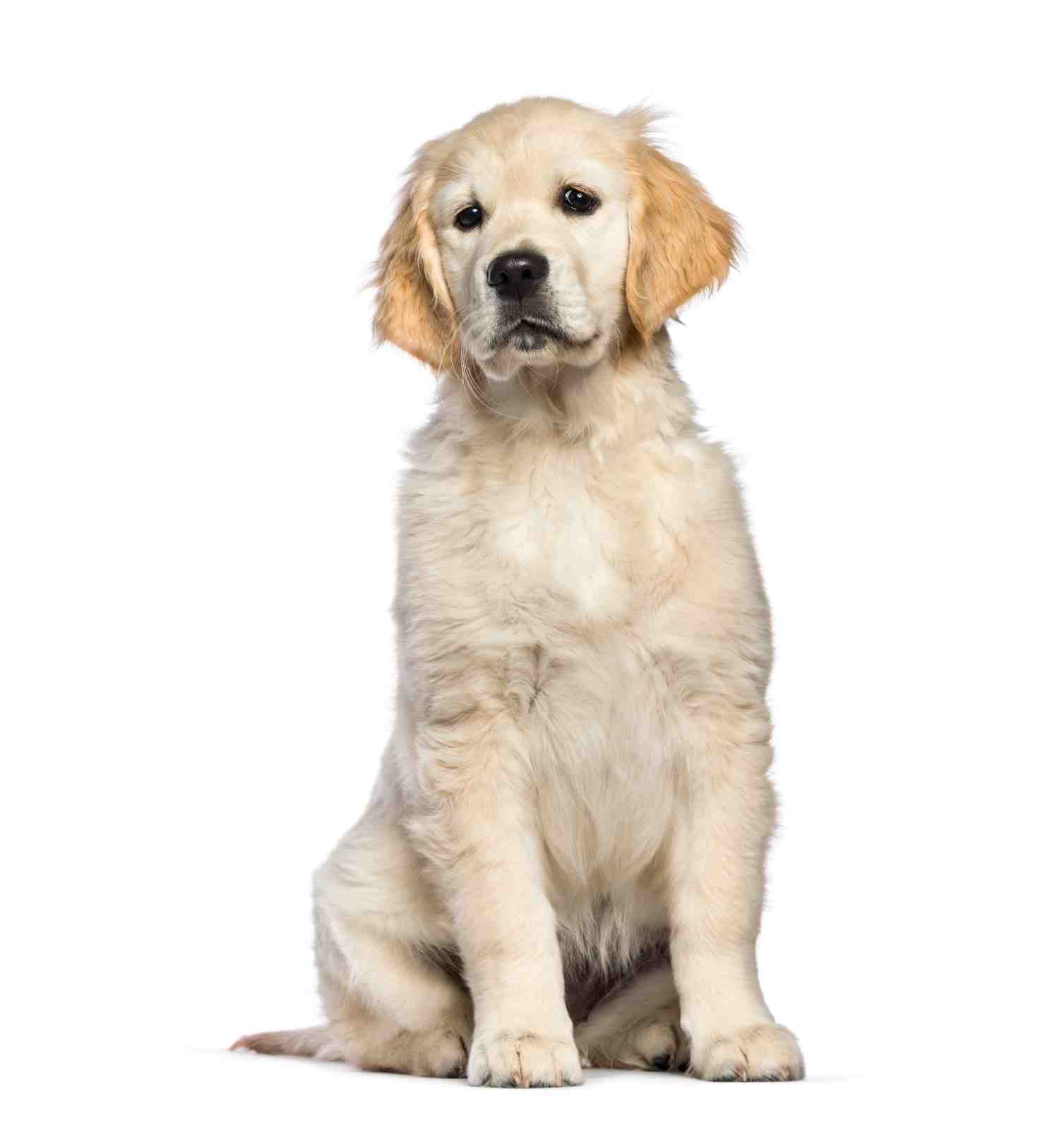 Adorable Golden Retriever Puppy Wall Art