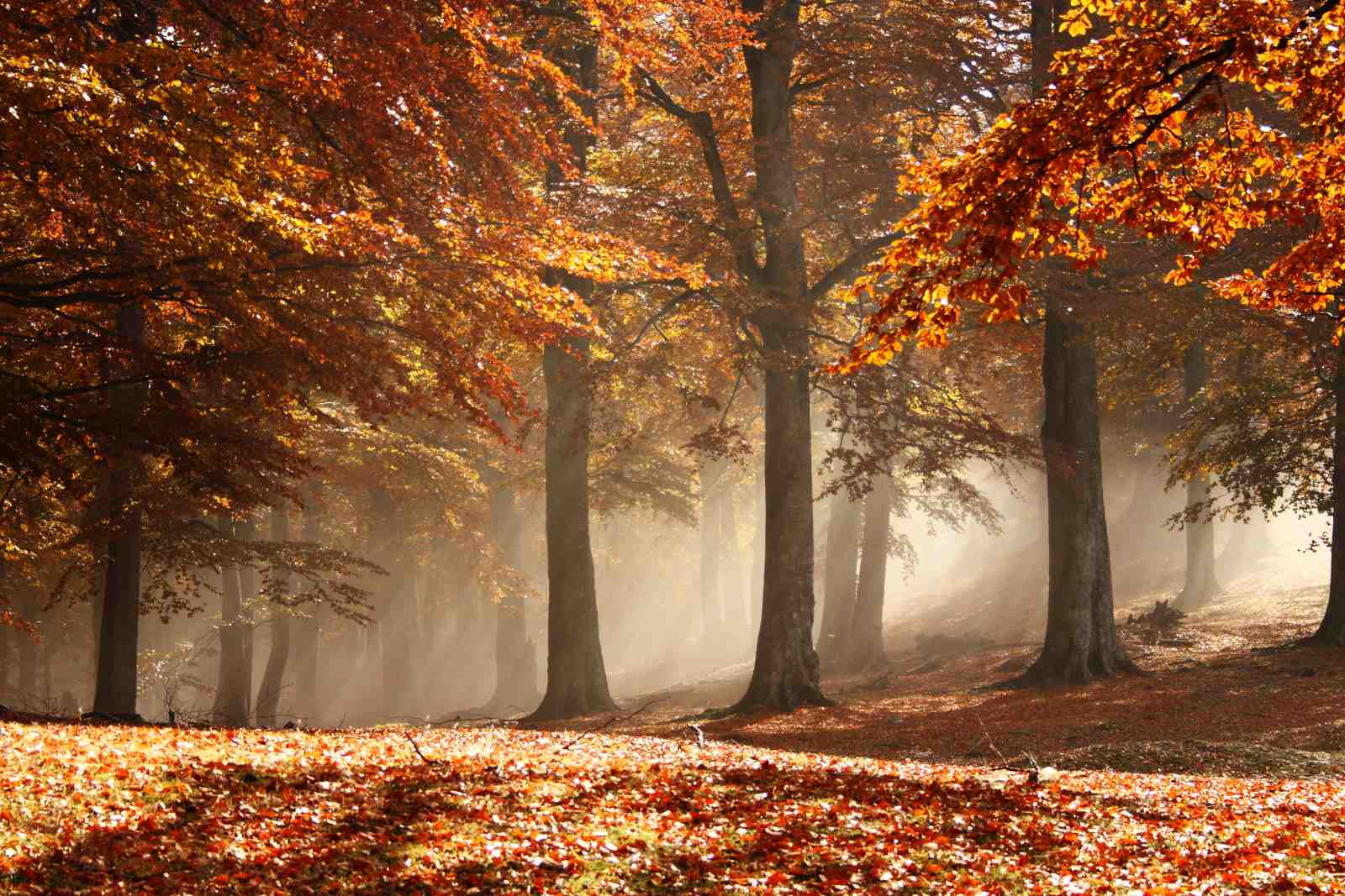 Enchanting Autumn Forest Wall Art