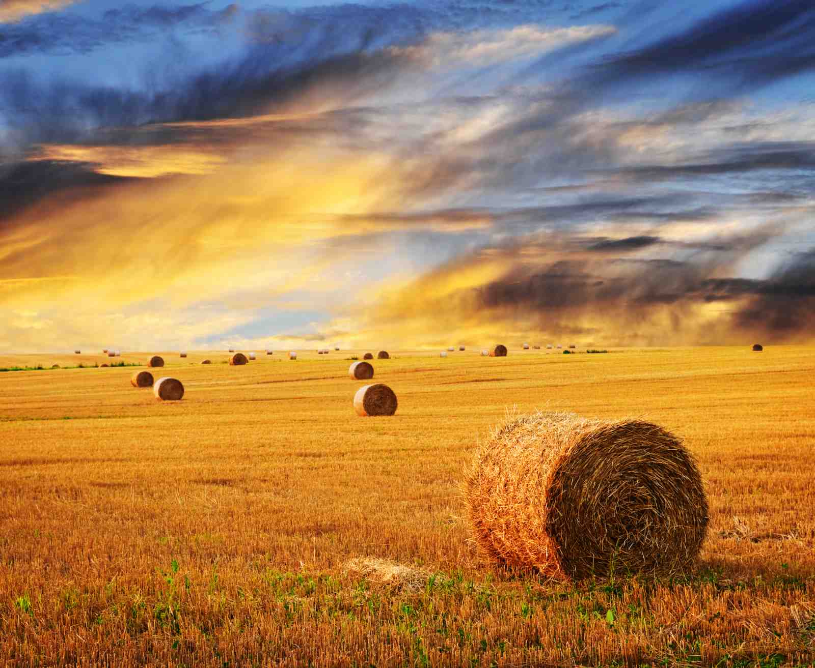 Golden Harvest Hay Bales Sunset Wall Art