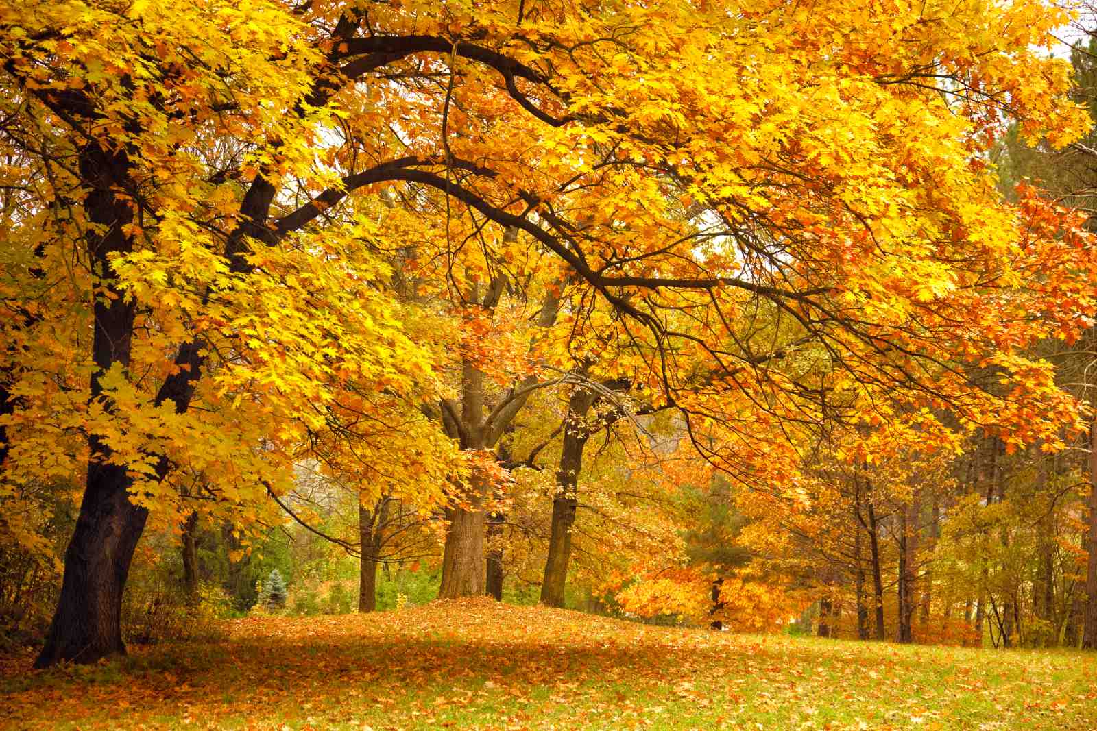 Golden Autumn Forest Canopy Wall Art