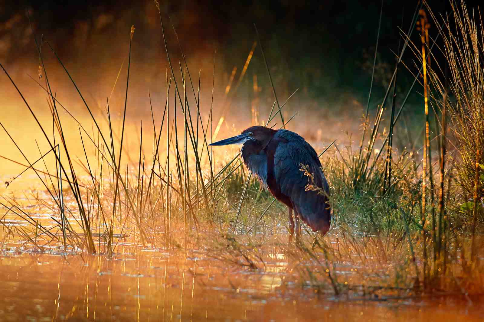 Serene Heron Dawn Wall Art