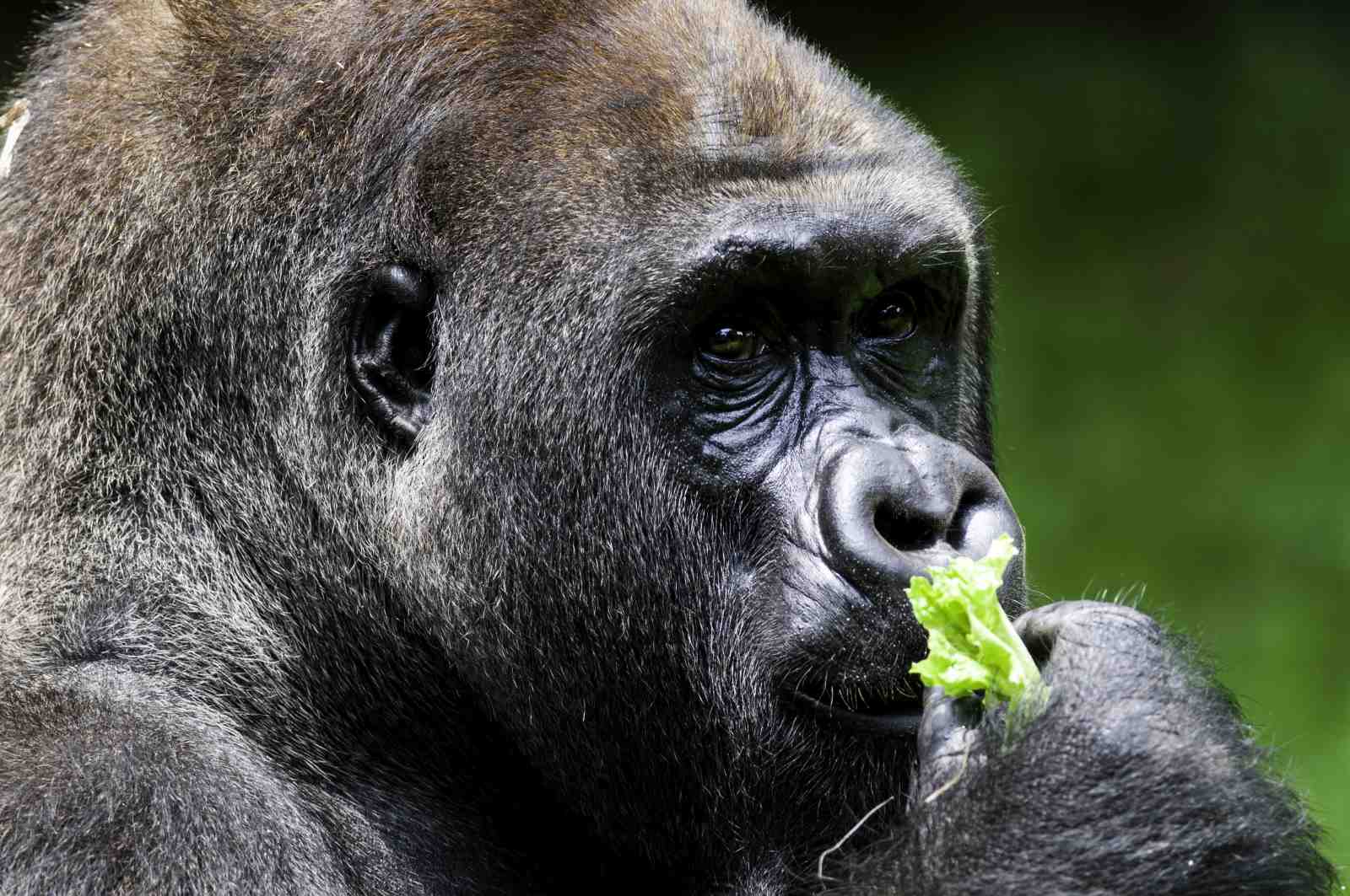 Majestic Gorilla Portrait Wall Art | Wildlife Wall Art
